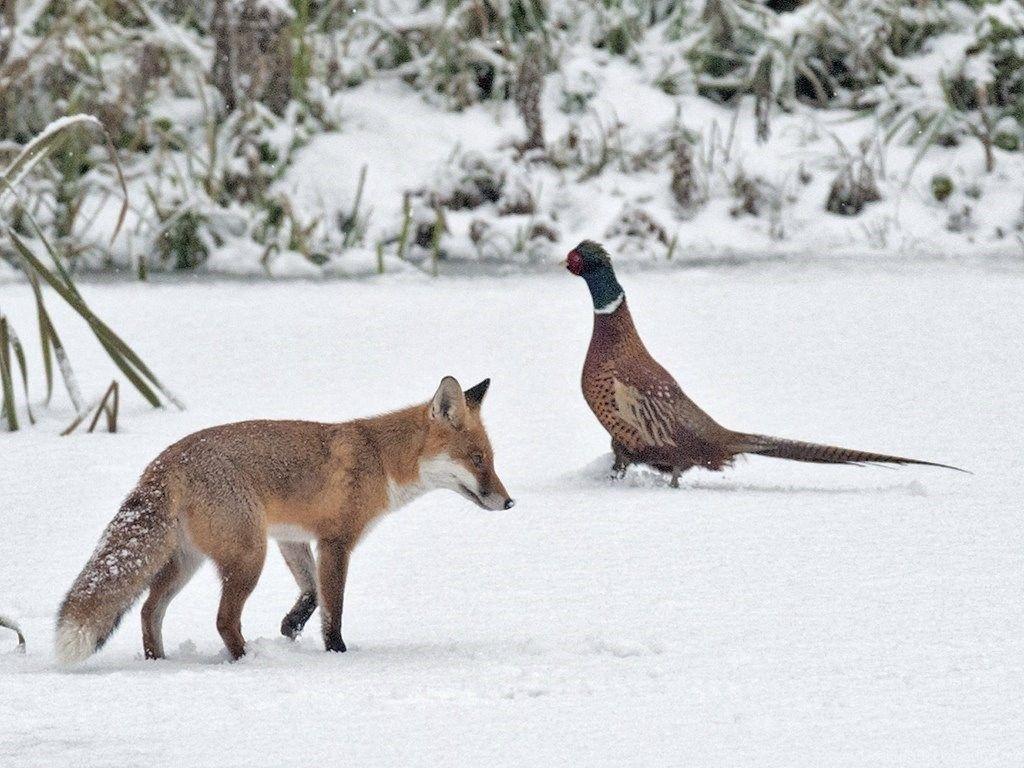 1024x768 Tophill Low” “Winter Wildlife U.K.” “Nikon D3” “Nikon 500 Mm F 4G