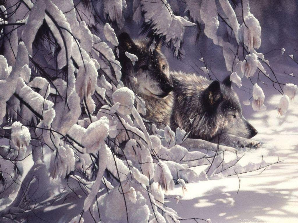 1024x768 Other Watchguards Twigs Wolves Snow Winter Wildlife Predators