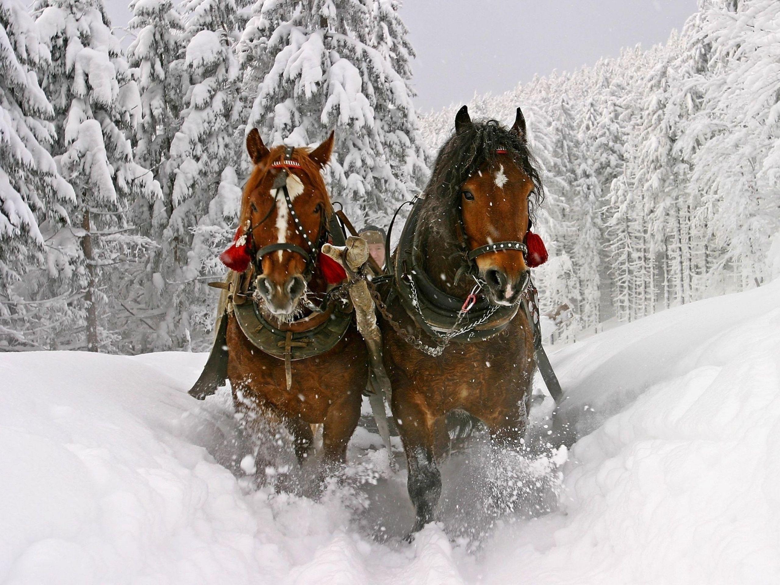 2560x1920 tracks, snow, horses, free wallpaper, trees, winter, christmas