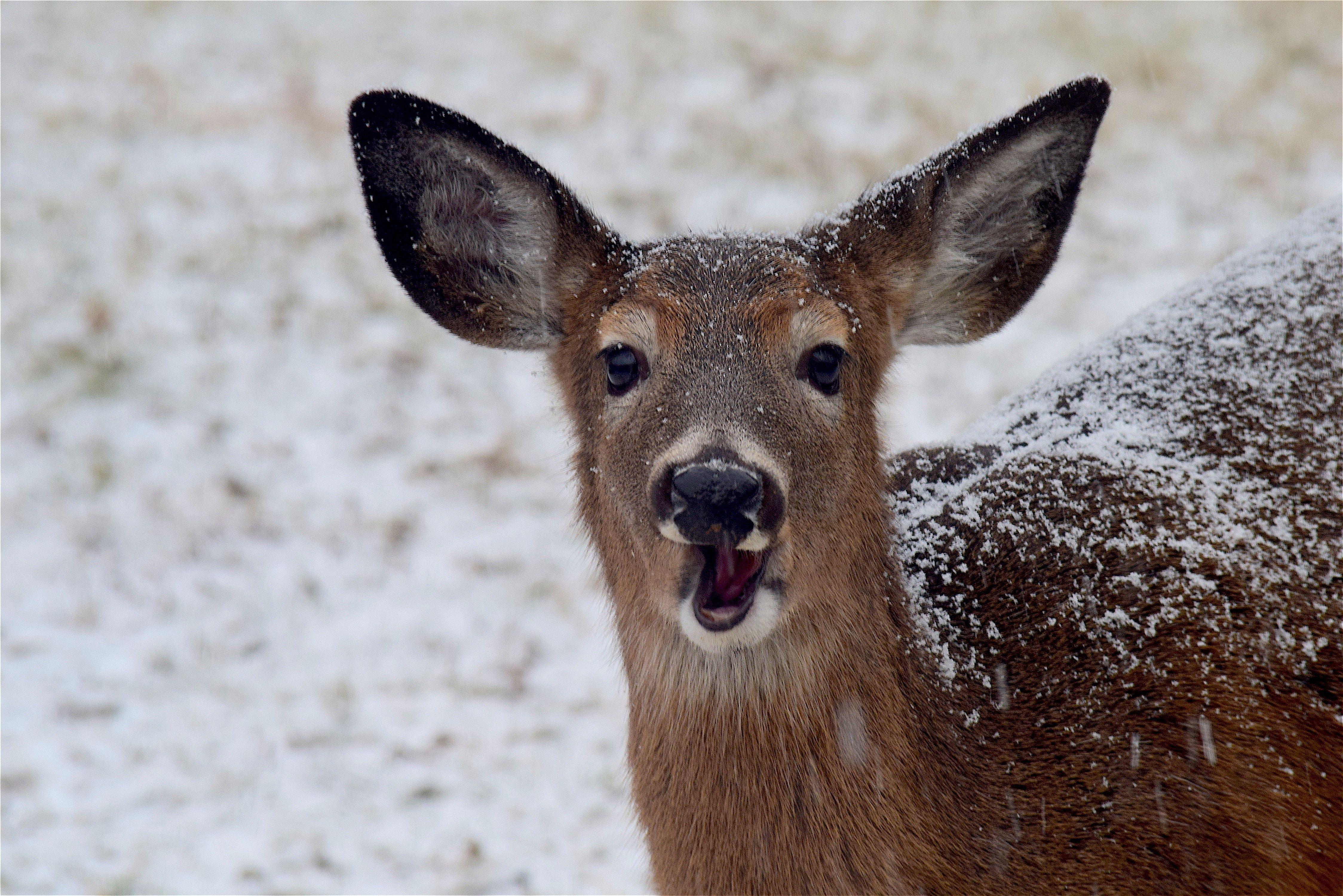 4496x3000 Snow, Winter, White, Deer, Brown, Animal, one animal, animal
