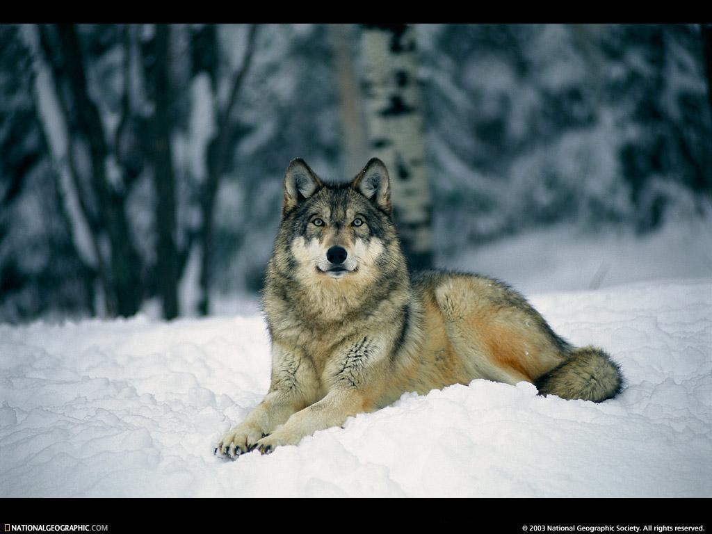 1024x768 The Animal Kingdom image Winter Wildlife HD wallpaper