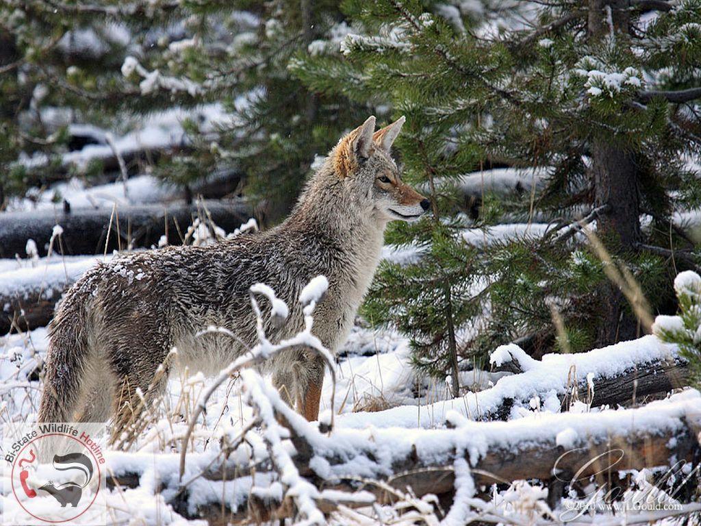 1024x768 Missouri Wildlife Free Desktop Wallpaper