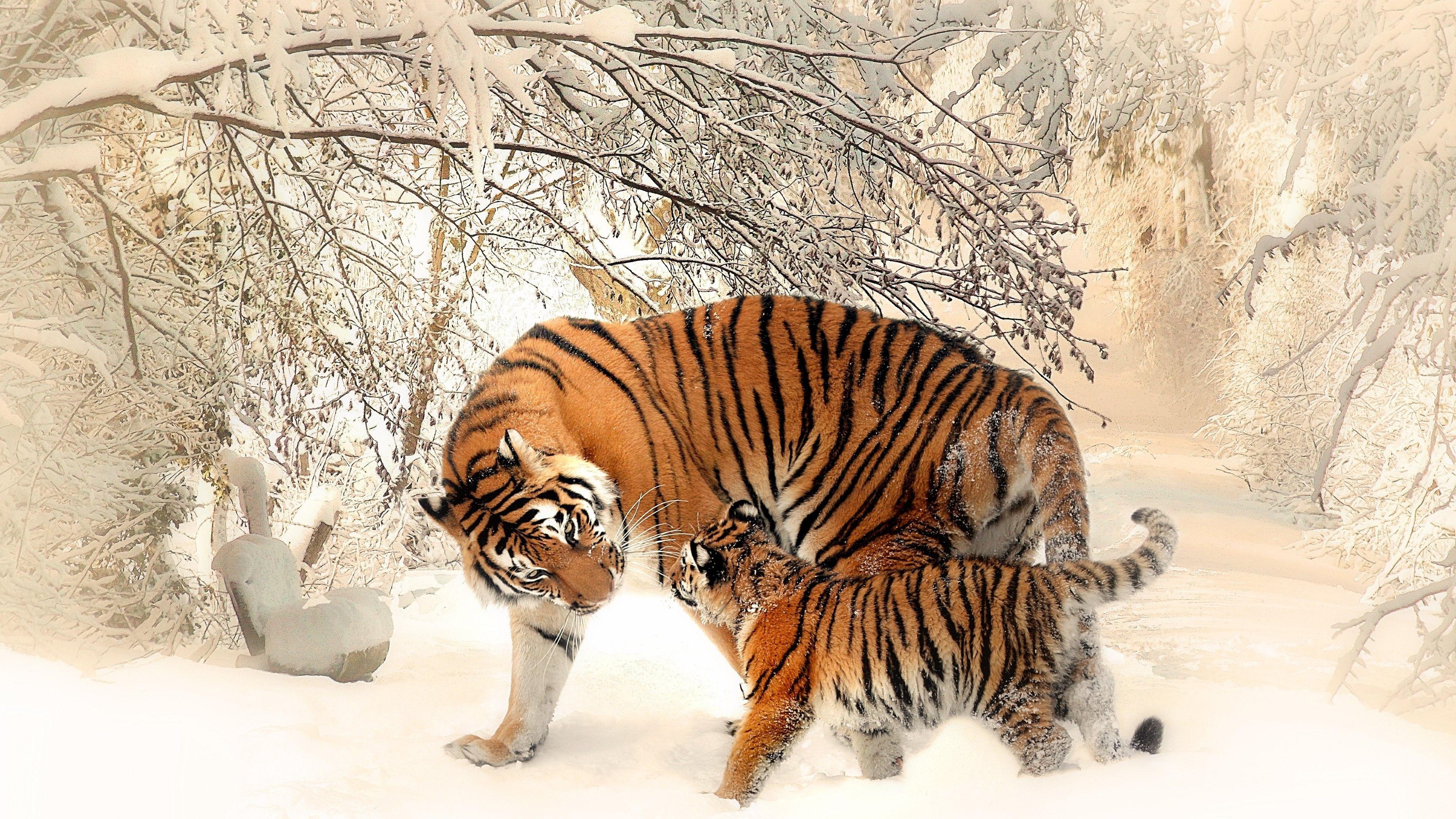 3840x2160 wildlife, #snow, #nature, #photography, #winter, #tiger, #baby