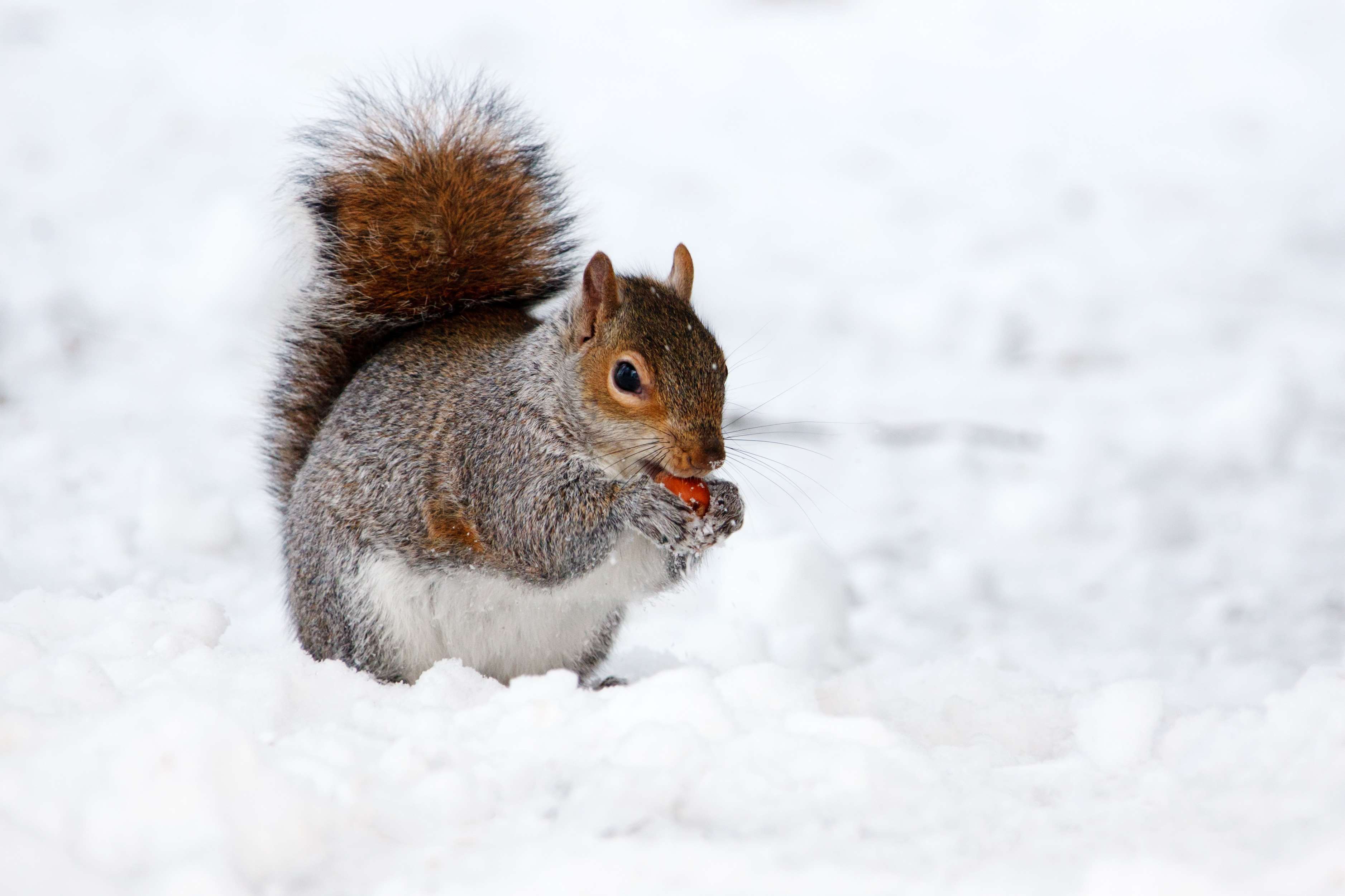 3754x2502 animal, animal photography, close up, snow, squirrel, winter