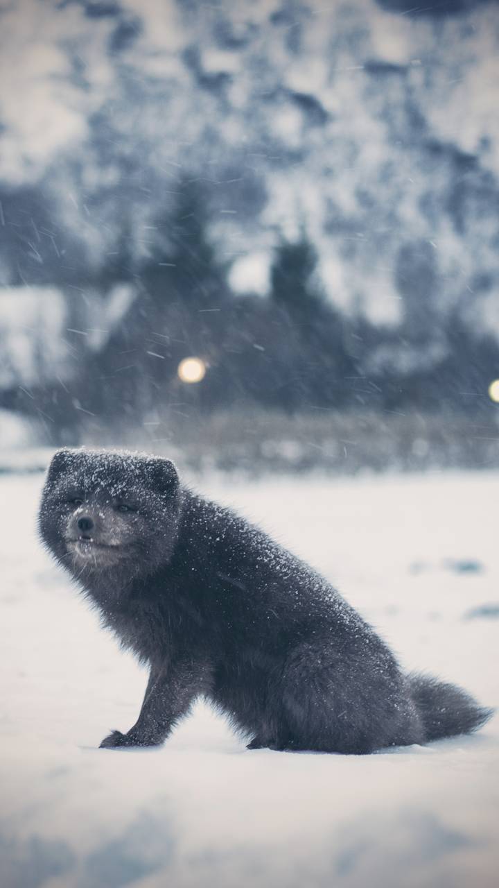720x1280 Winter Wildlife Wallpaper