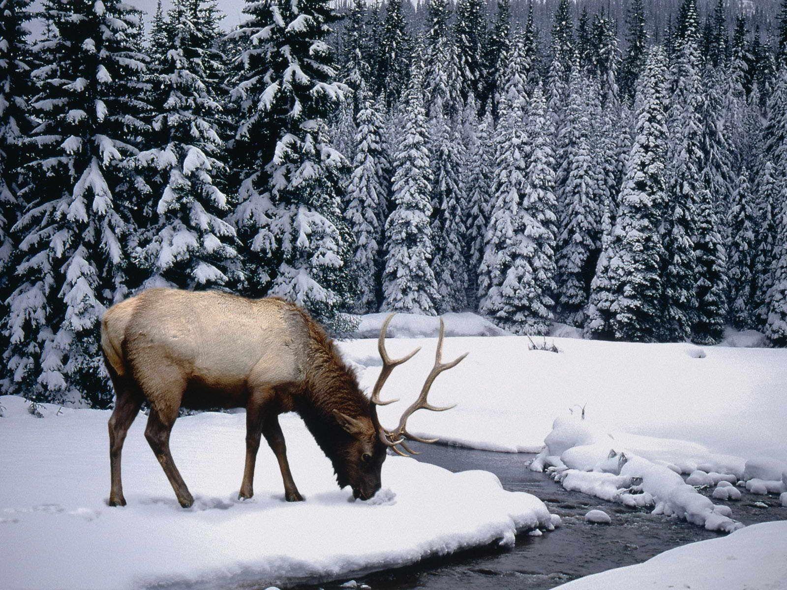 1600x1200 Let it snow.. Elk. Winter, Animals, Winter wallpaper