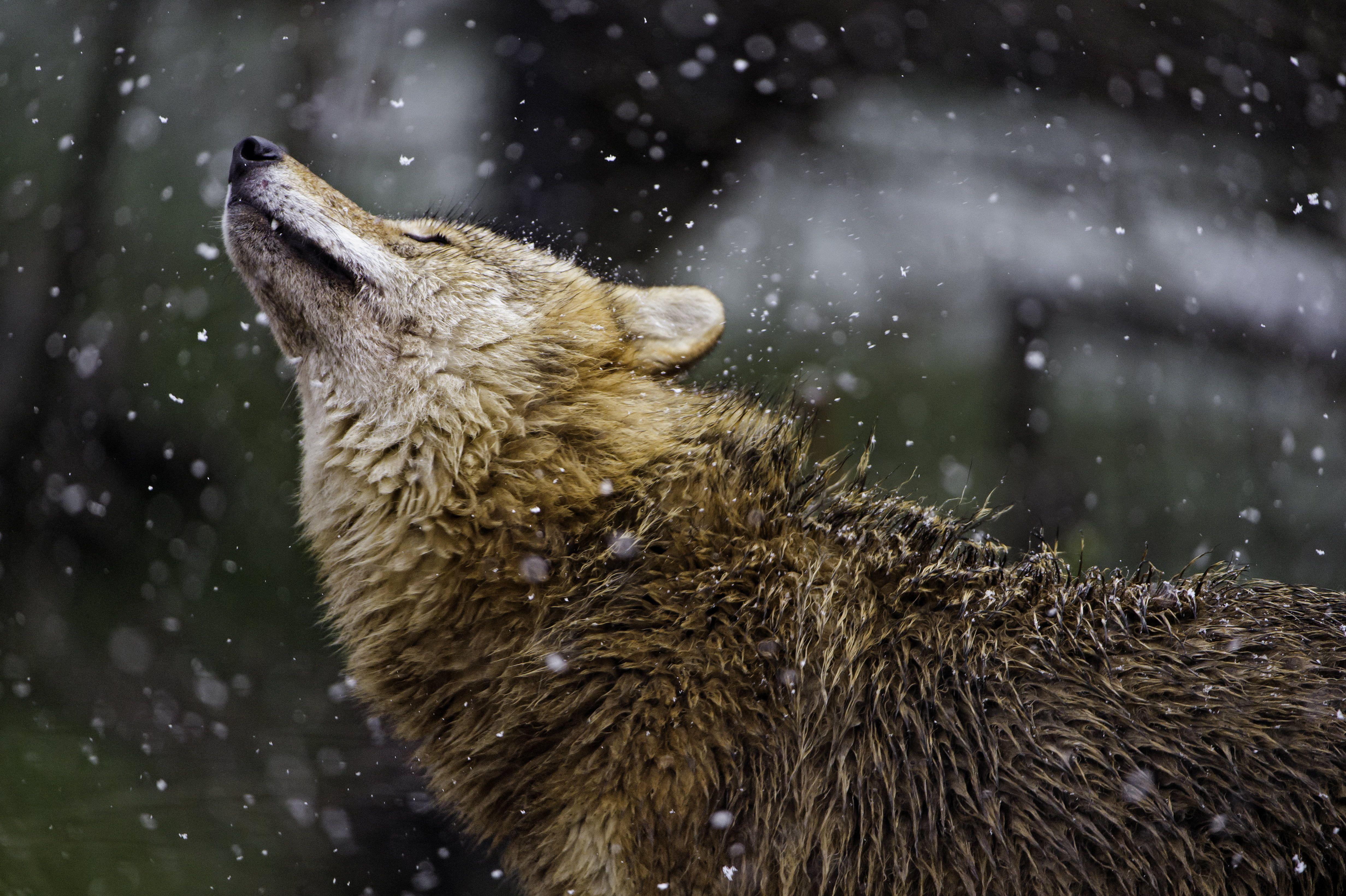 4928x3280 Wildlife photography of wolf during winter HD wallpaper. Wallpaper