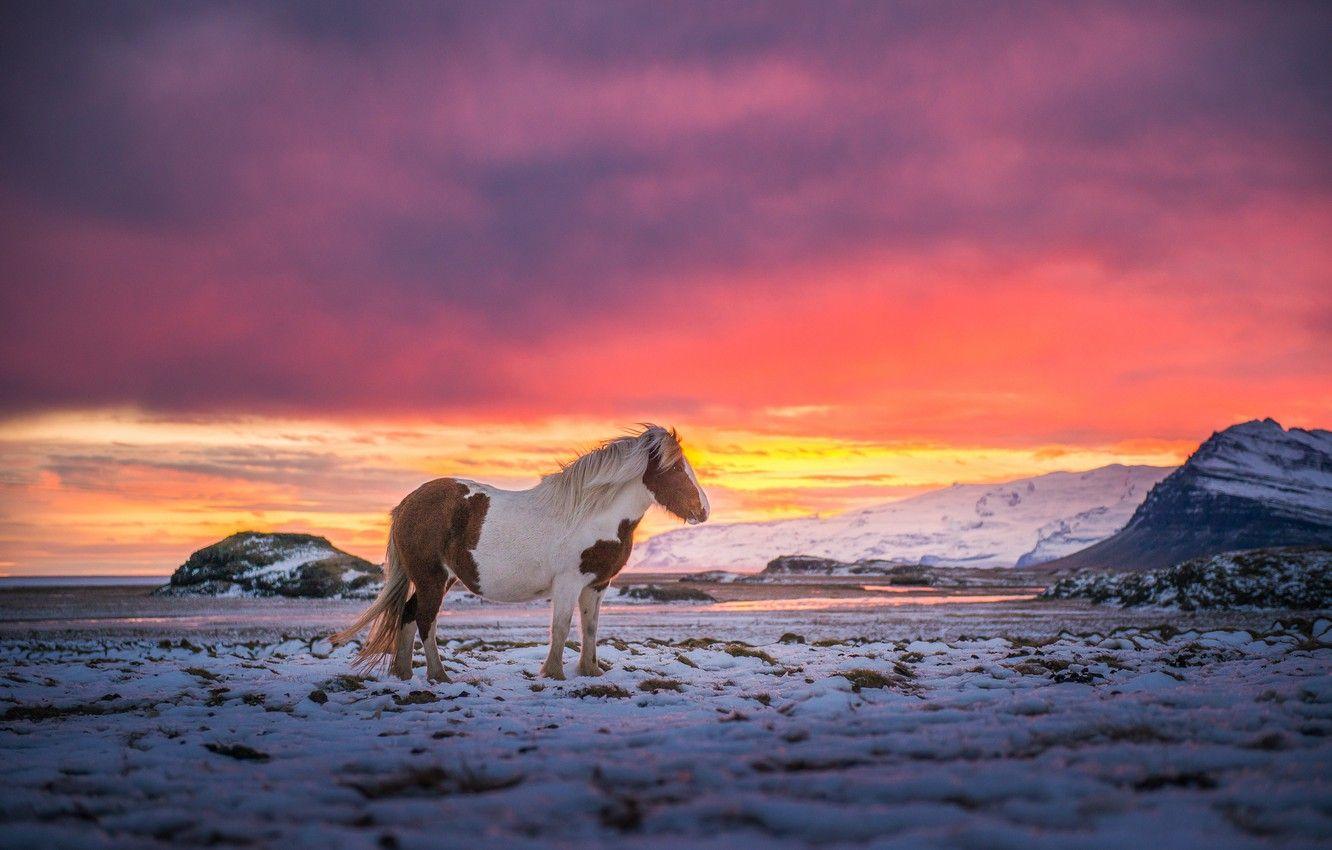 Icelandic Horse Wallpapers - Top Free Icelandic Horse Backgrounds ...