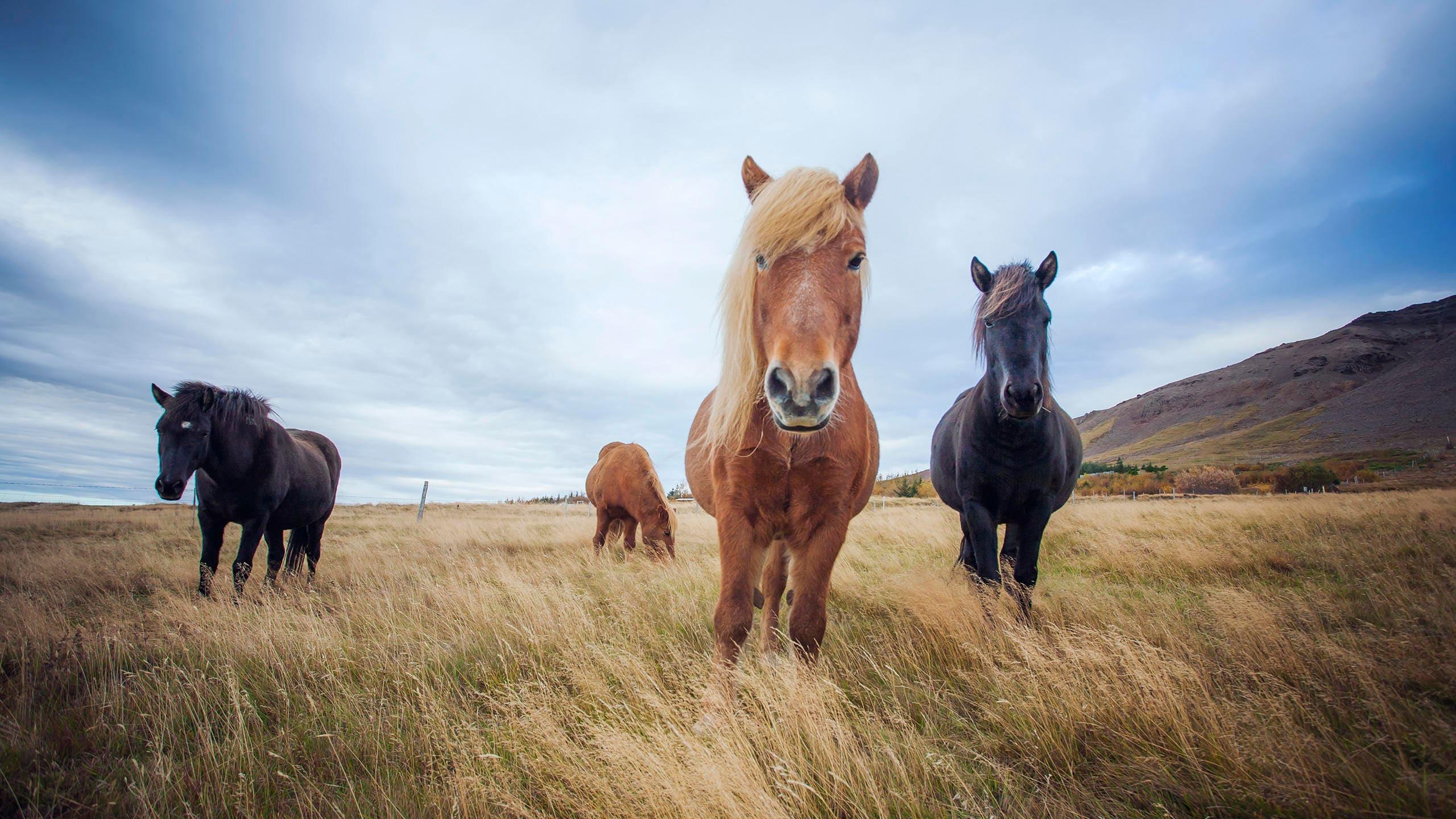 2560x1440 Desktop Wallpaper: Icelandic Horses