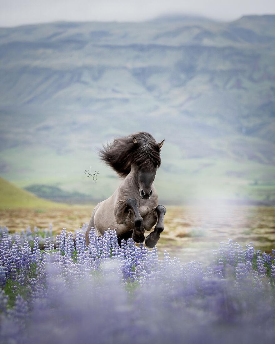 Icelandic Horse Wallpapers - Top Free Icelandic Horse Backgrounds ...