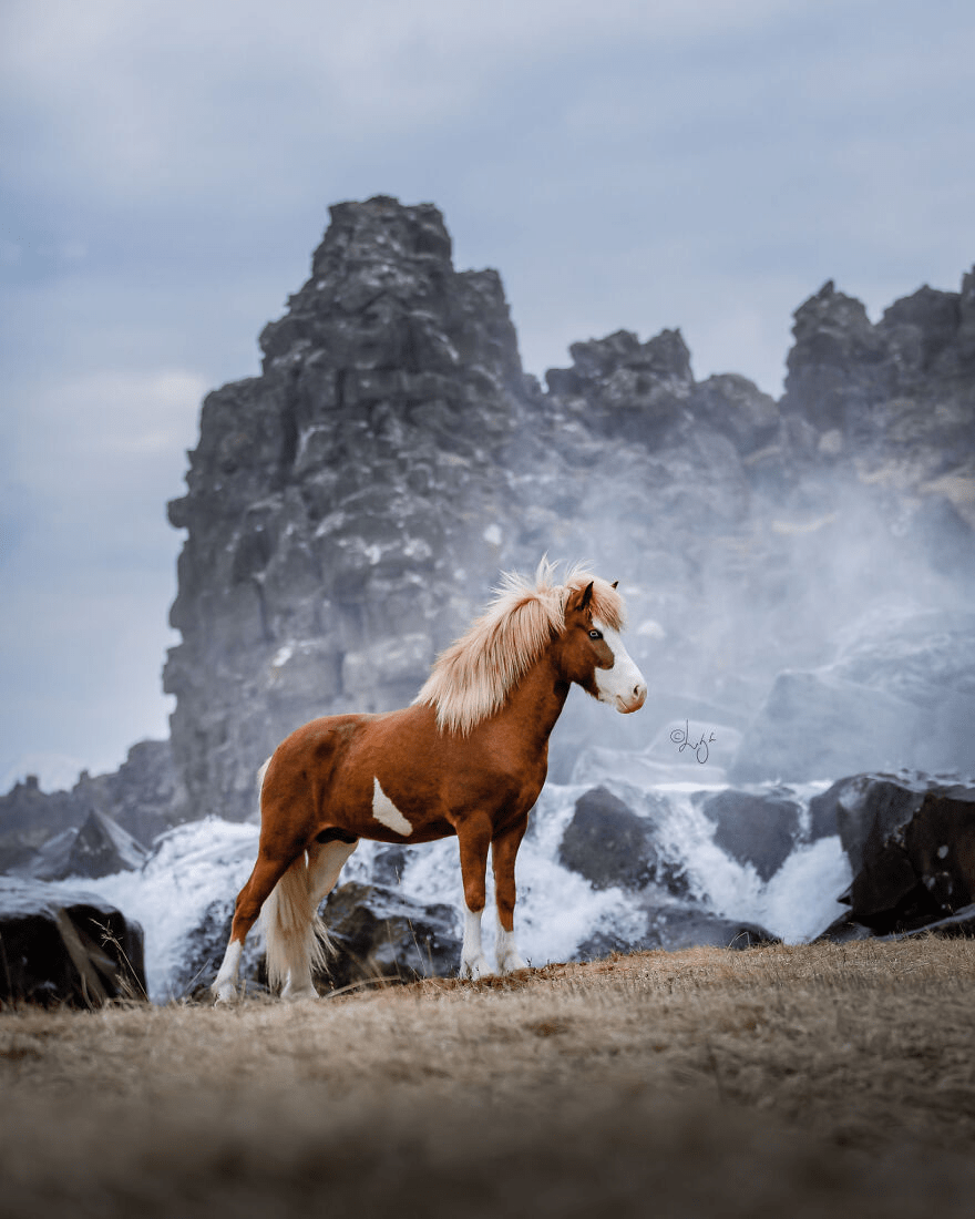 880x1100 Picture Of Beautiful Horses I Captured In Wild Icelandic Scenery (New Pics). Beautiful horses, Horses, Icelandic horse