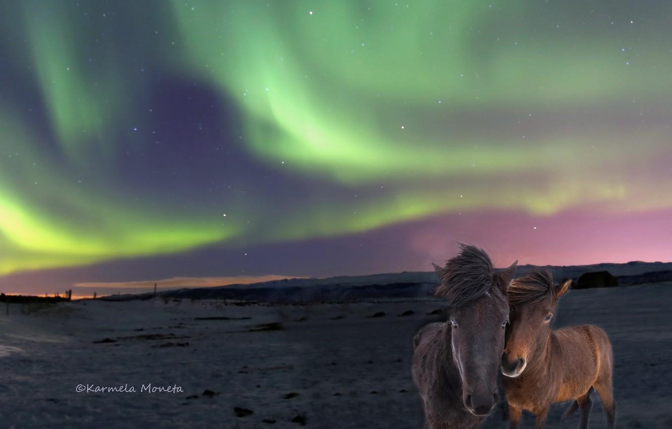 1332x850 Wallpaper nature, lights, Icelandic Horses image for desktop, section животные