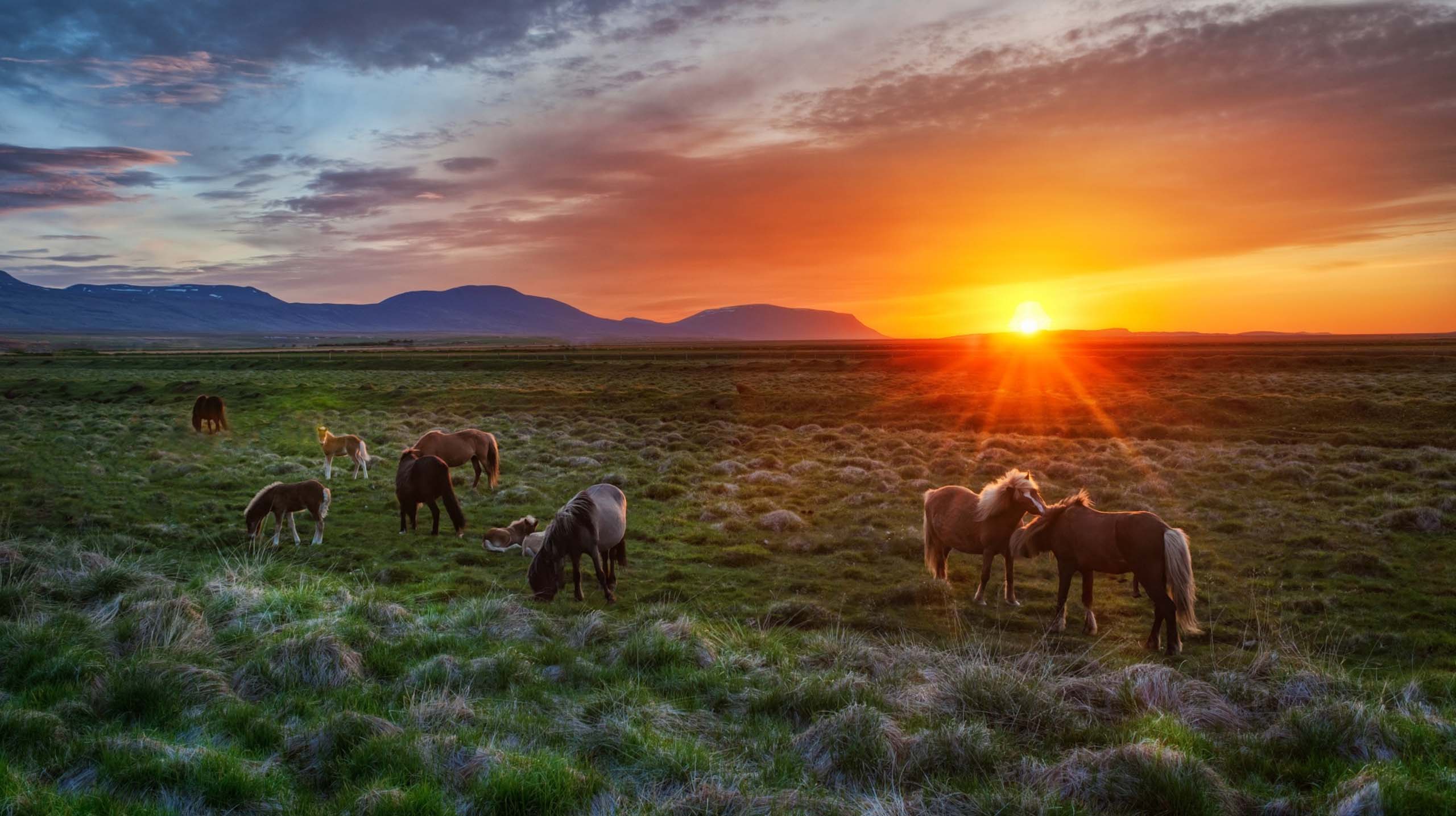 2560x1436 Meet The Icelandic Horse Through These Magical Photo