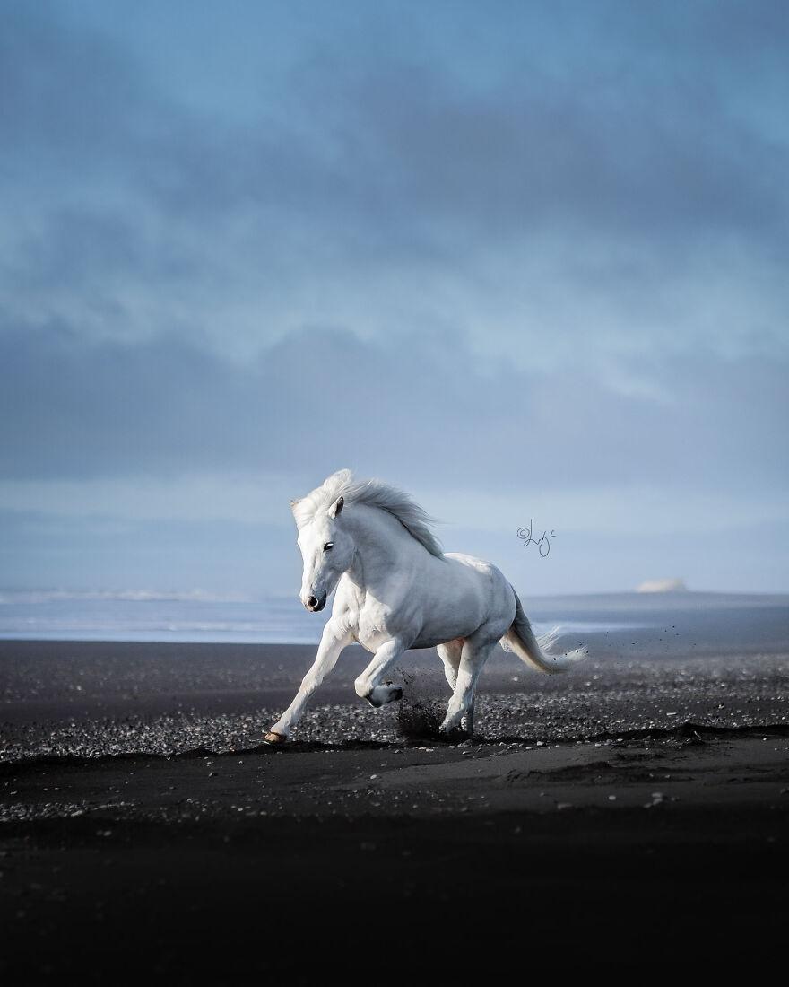 Icelandic Horse Wallpapers - Top Free Icelandic Horse Backgrounds ...