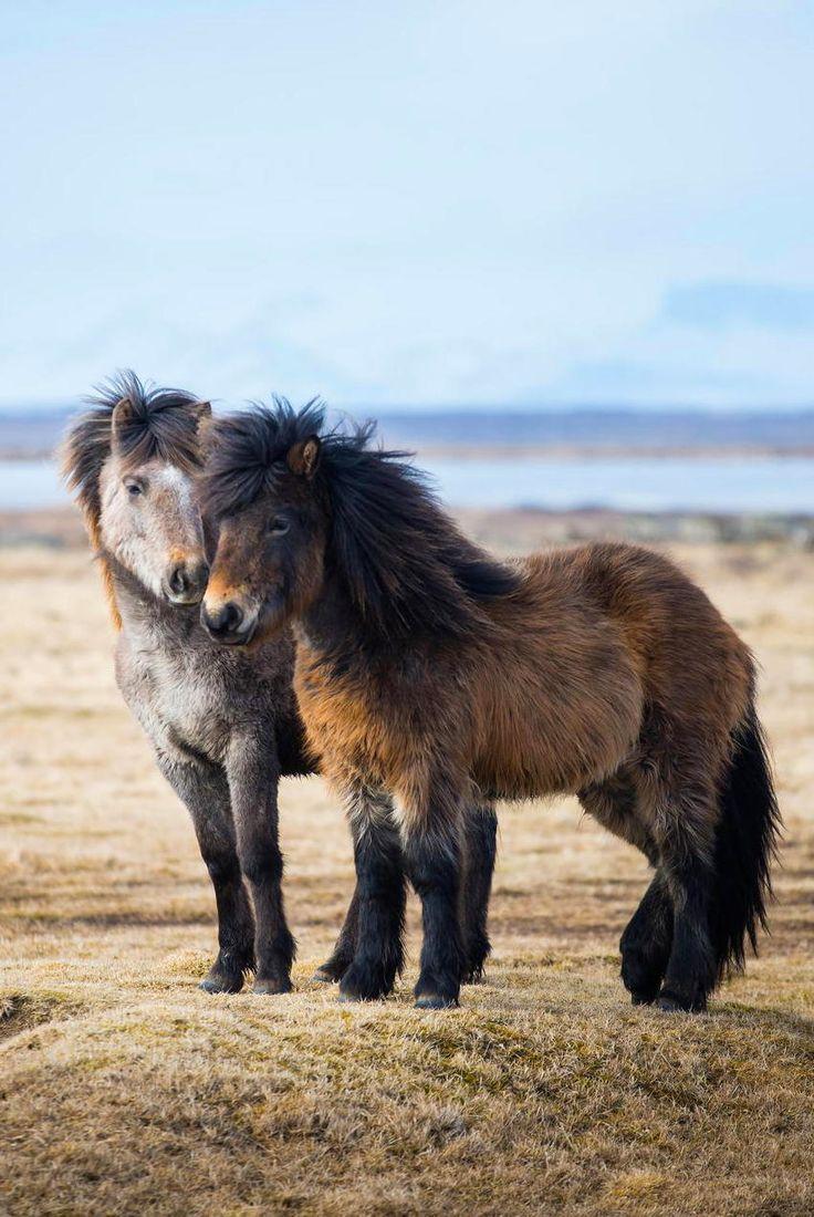 736x1100 Storyhearts Journey. Horses, Icelandic Horse, Beautiful Horses