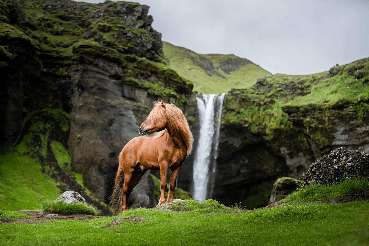 1200x800 Picture Of Beautiful Horses I Captured In Wild Icelandic Scenery (New Pics)