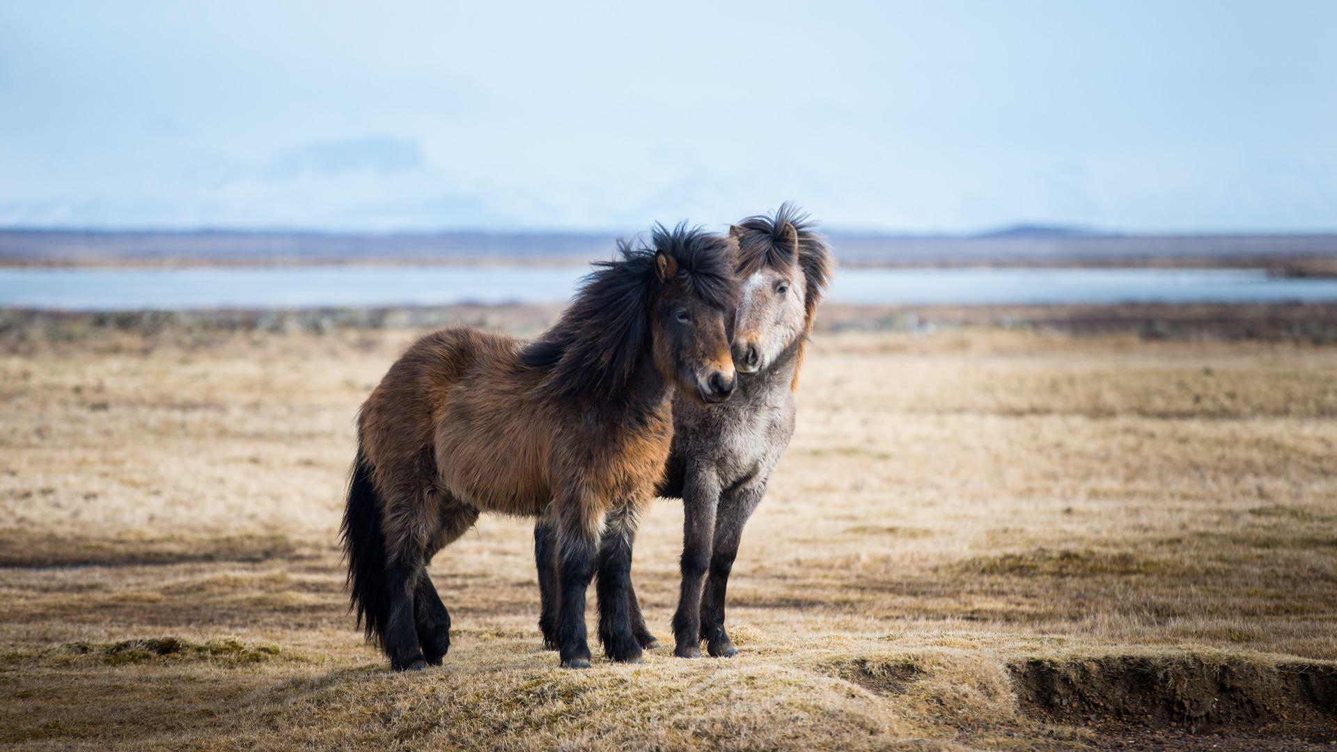 1920x1080 Icelandic Horse Wallpaper