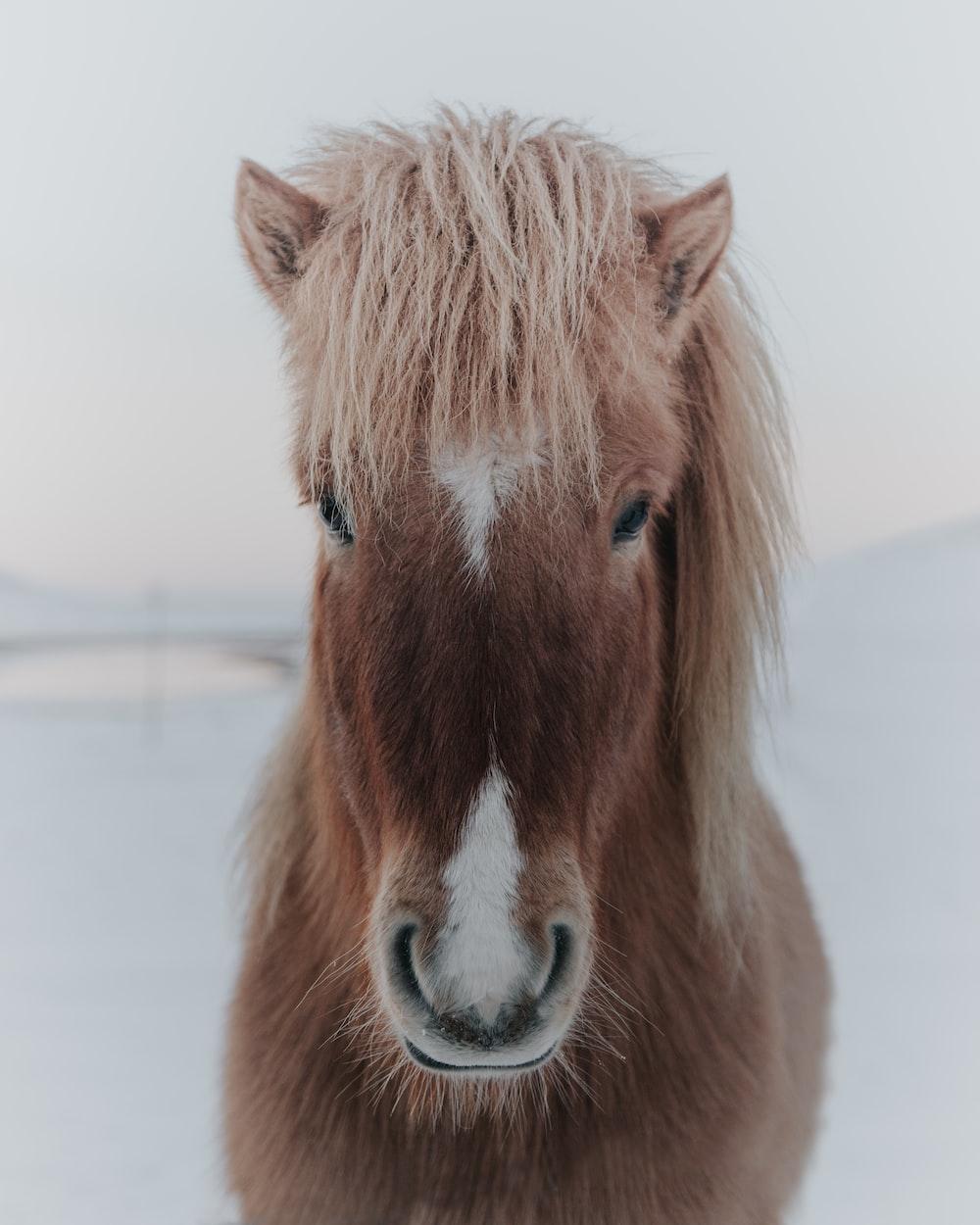 1000x1250 Iceland Horse Picture. Download Free Image