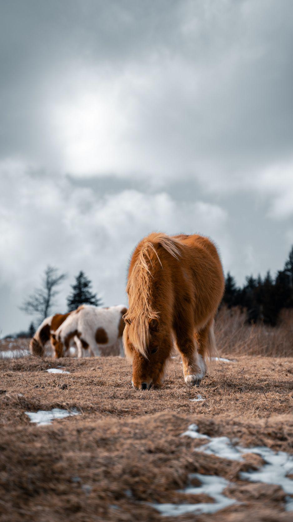 938x1668 Download Wallpaper 938x1668 Icelandic Horse, Horse, Pony, Fluffy, Animal Iphone 8 7 6s 6 For Parallax HD Background
