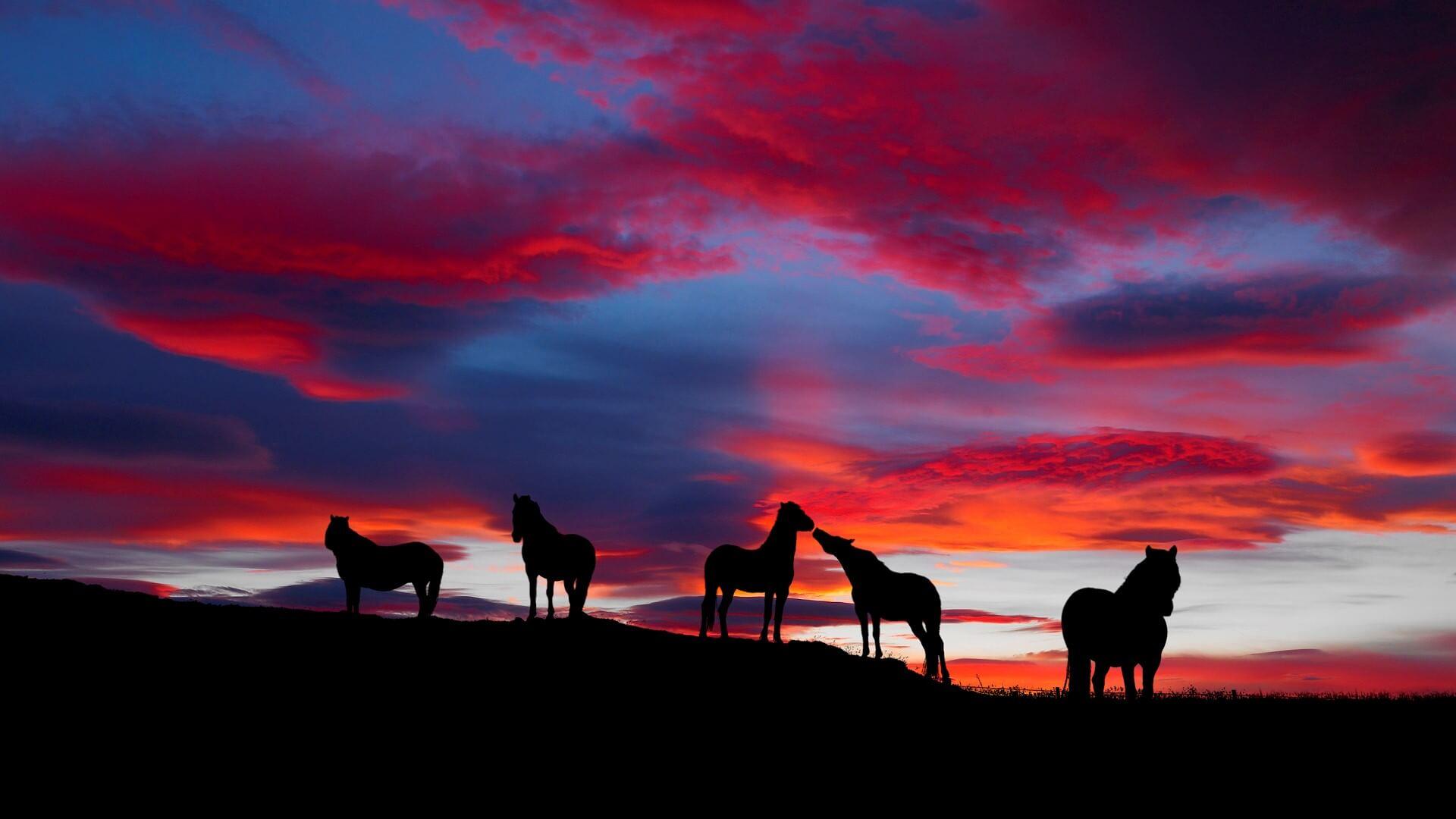 1920x1080 Icelandic Horses At Sunset Wallpaper For Your XFCE Desktop