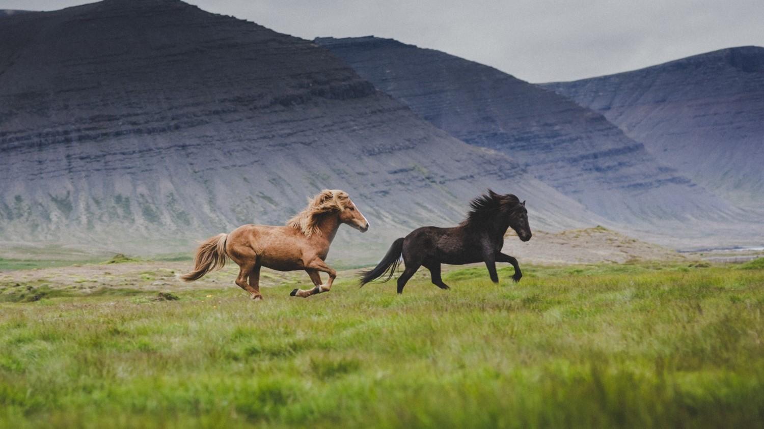 1500x843 Icelandic horses: Everything you need to know about this special breed