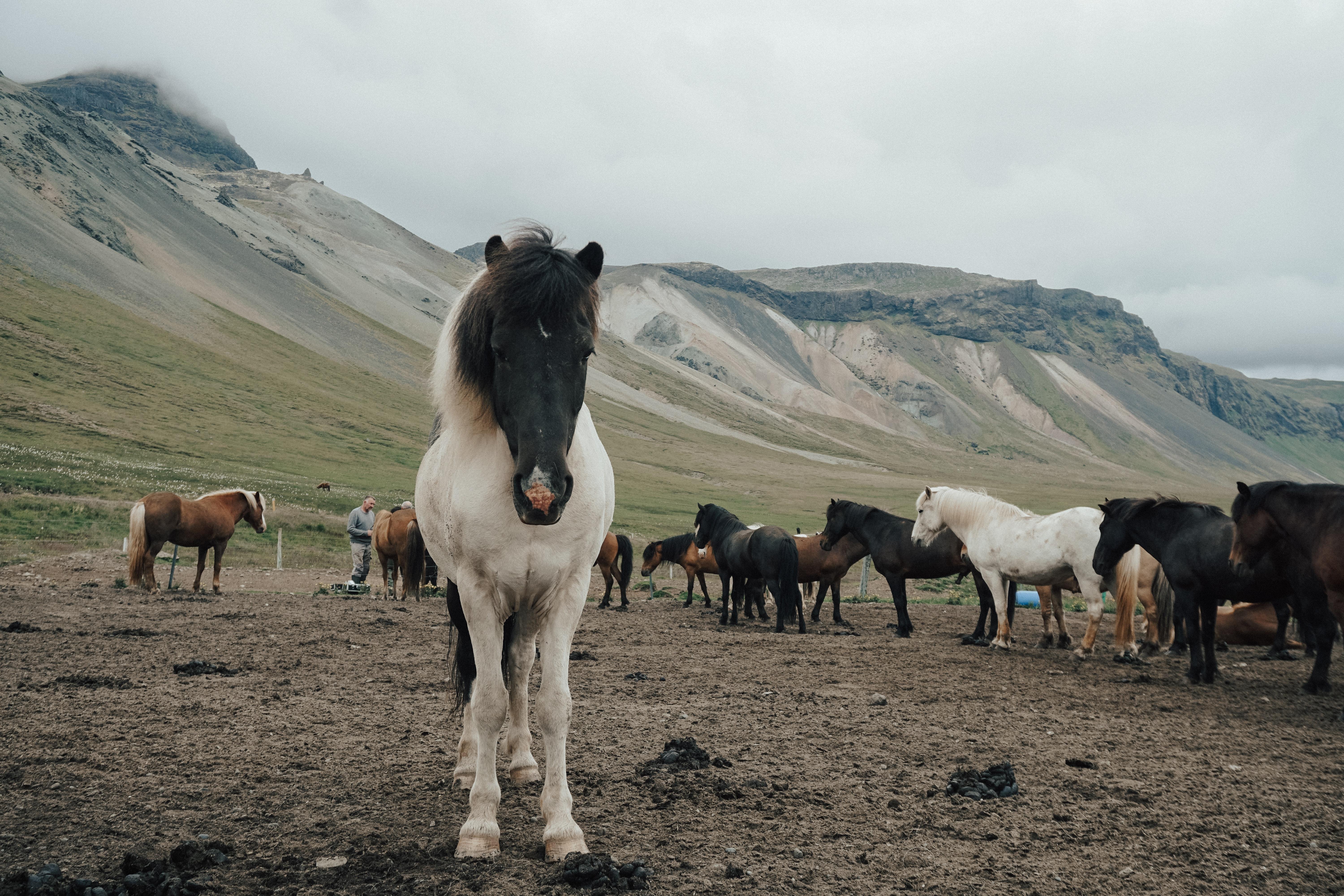 6000x4000 Icelandic Horse Photo, Download The BEST Free Icelandic Horse & HD Image