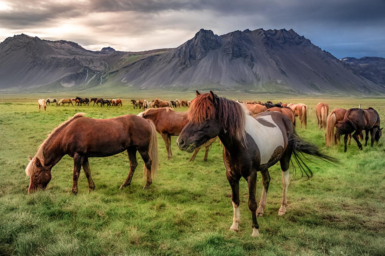 1280x853 Wallpaper horse Iceland Nature Mountains