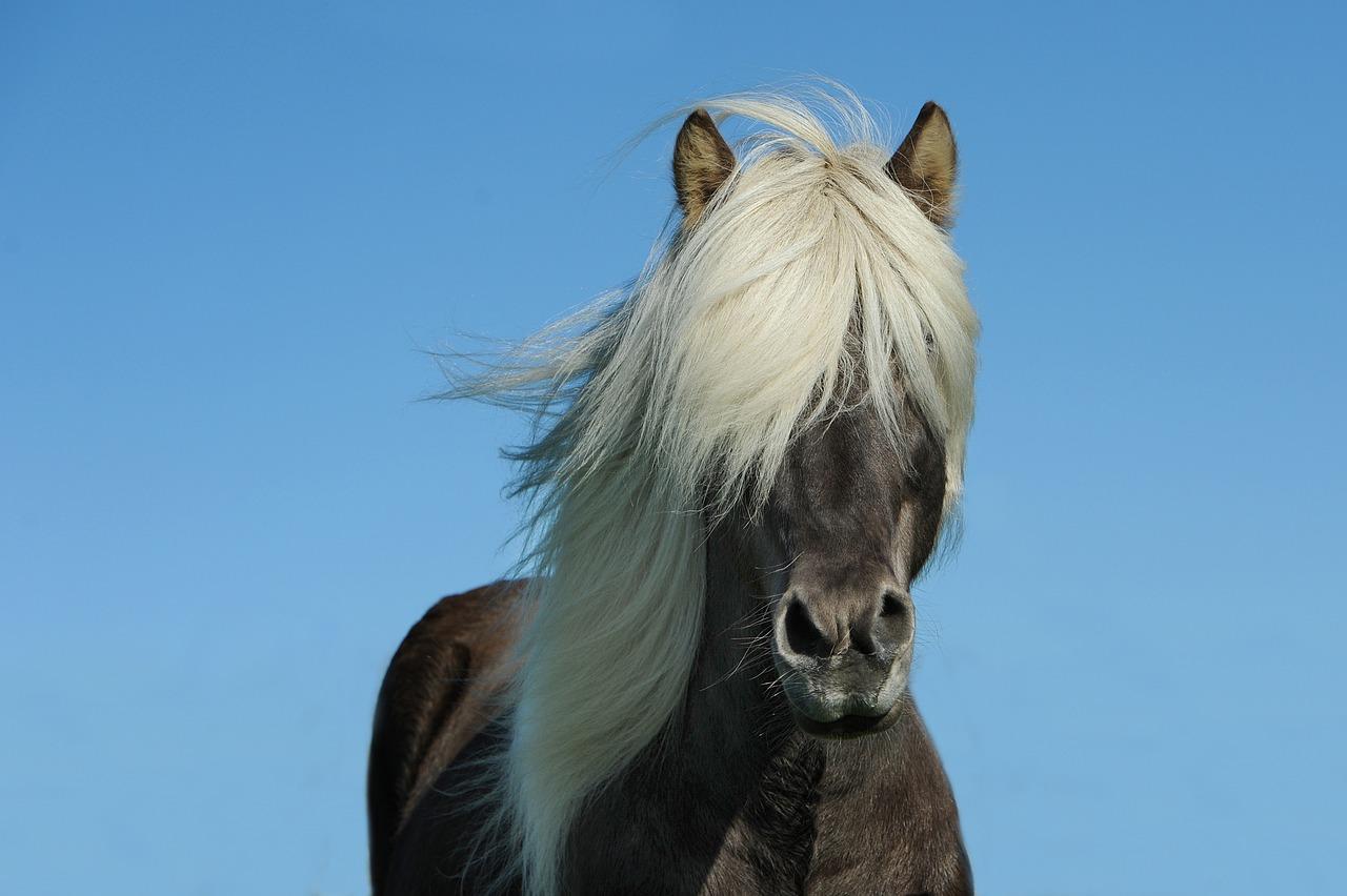 1280x852 Free Icelandic Horse & Horse Image