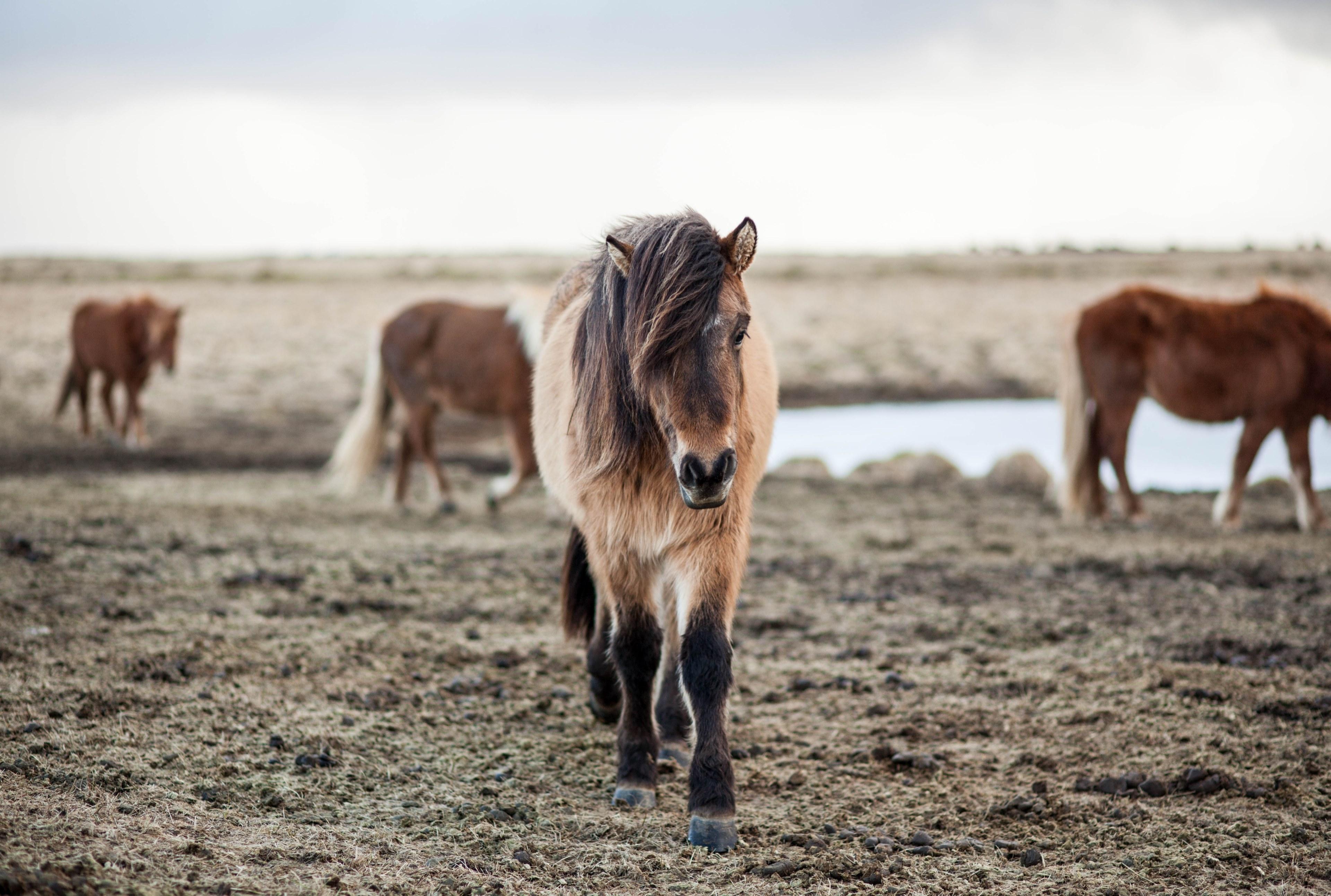 3840x2586 Wallpaper / a shaggy pony with its mane covering its right eye on a cold pasture with other horses at the back, icelandic horse 4k wallpaper free download