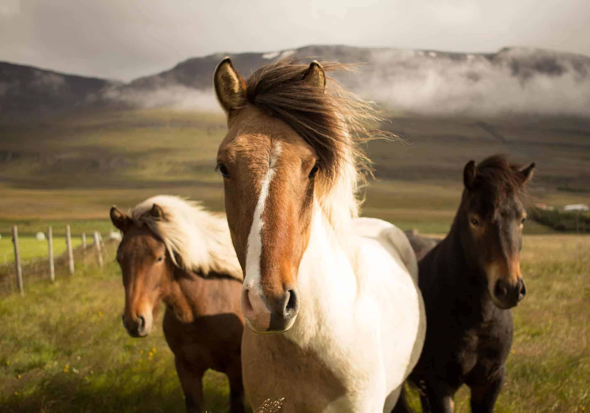 2000x1400 Hanging out with the Icelandic horse Rangá