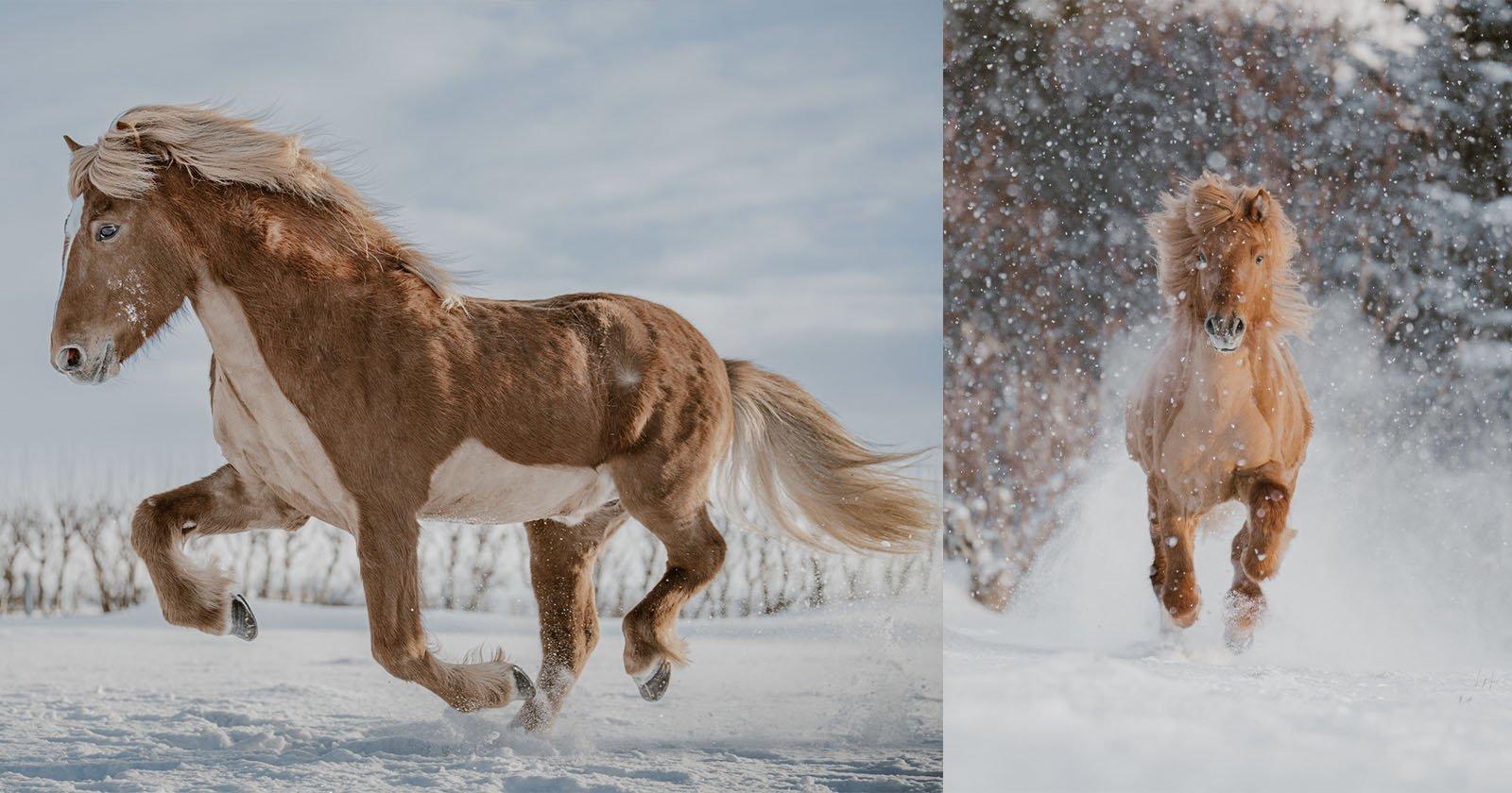 1600x840 Photographing Iceland's Cultural Icon: The Icelandic Horse