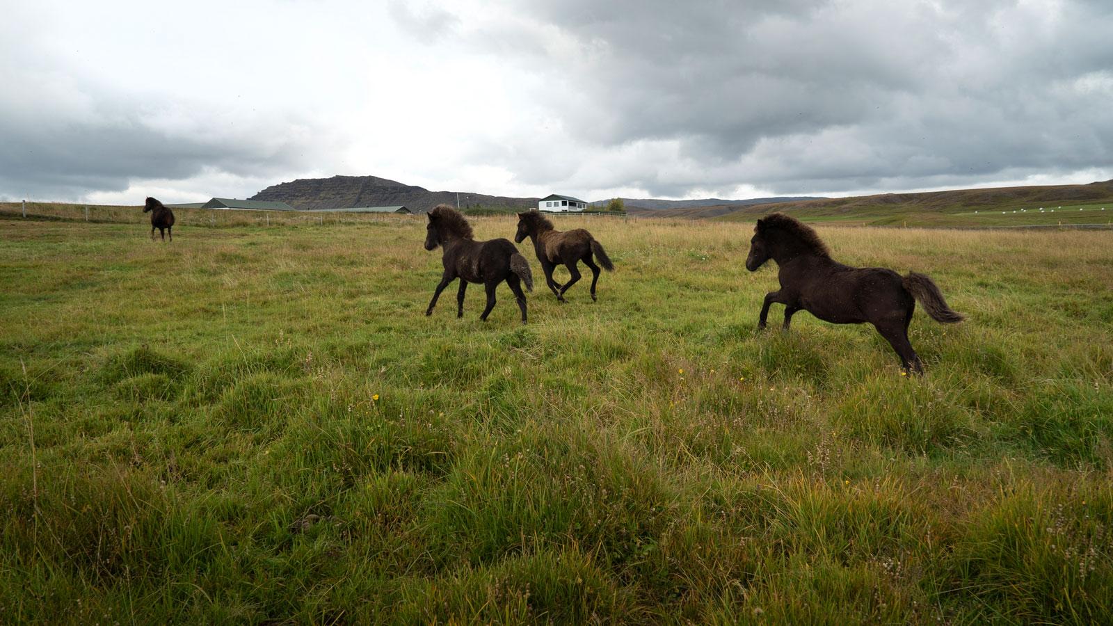 1600x900 Icelandic Horse