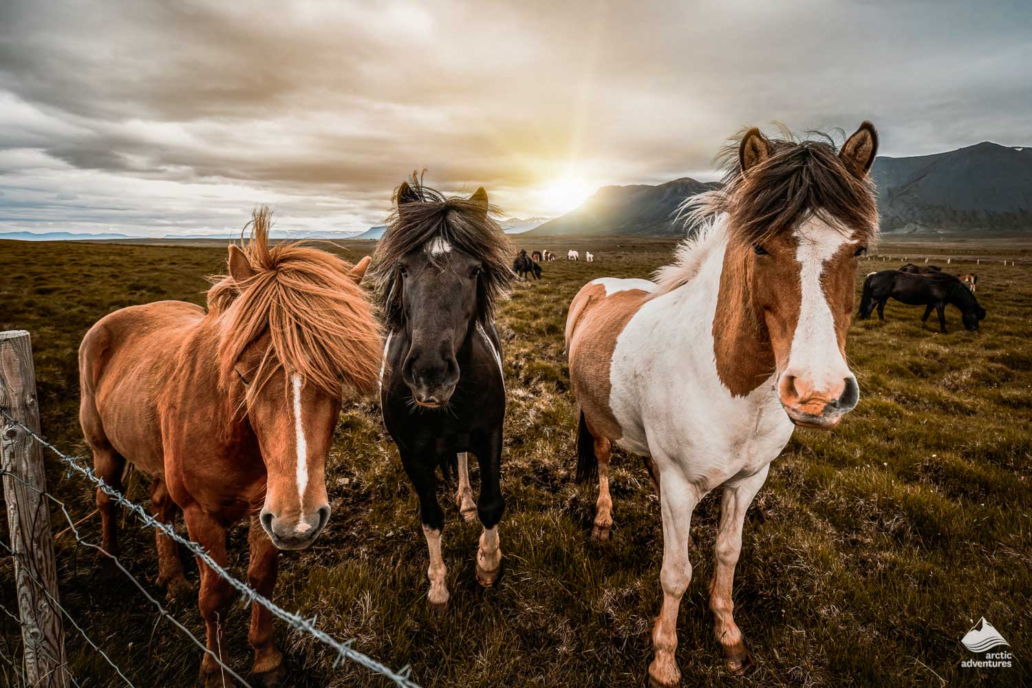 1500x1000 The Icelandic Horse. What Makes it Unique?