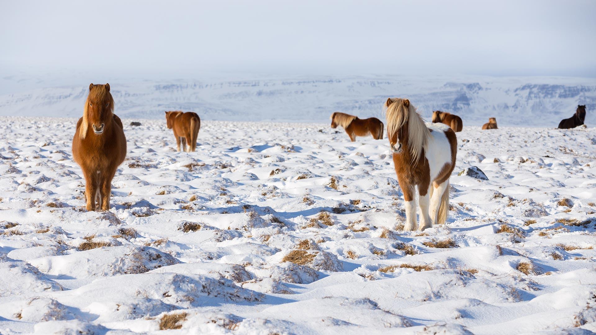 1920x1080 Bing image: Icelandic horses, Iceland Wallpaper Gallery