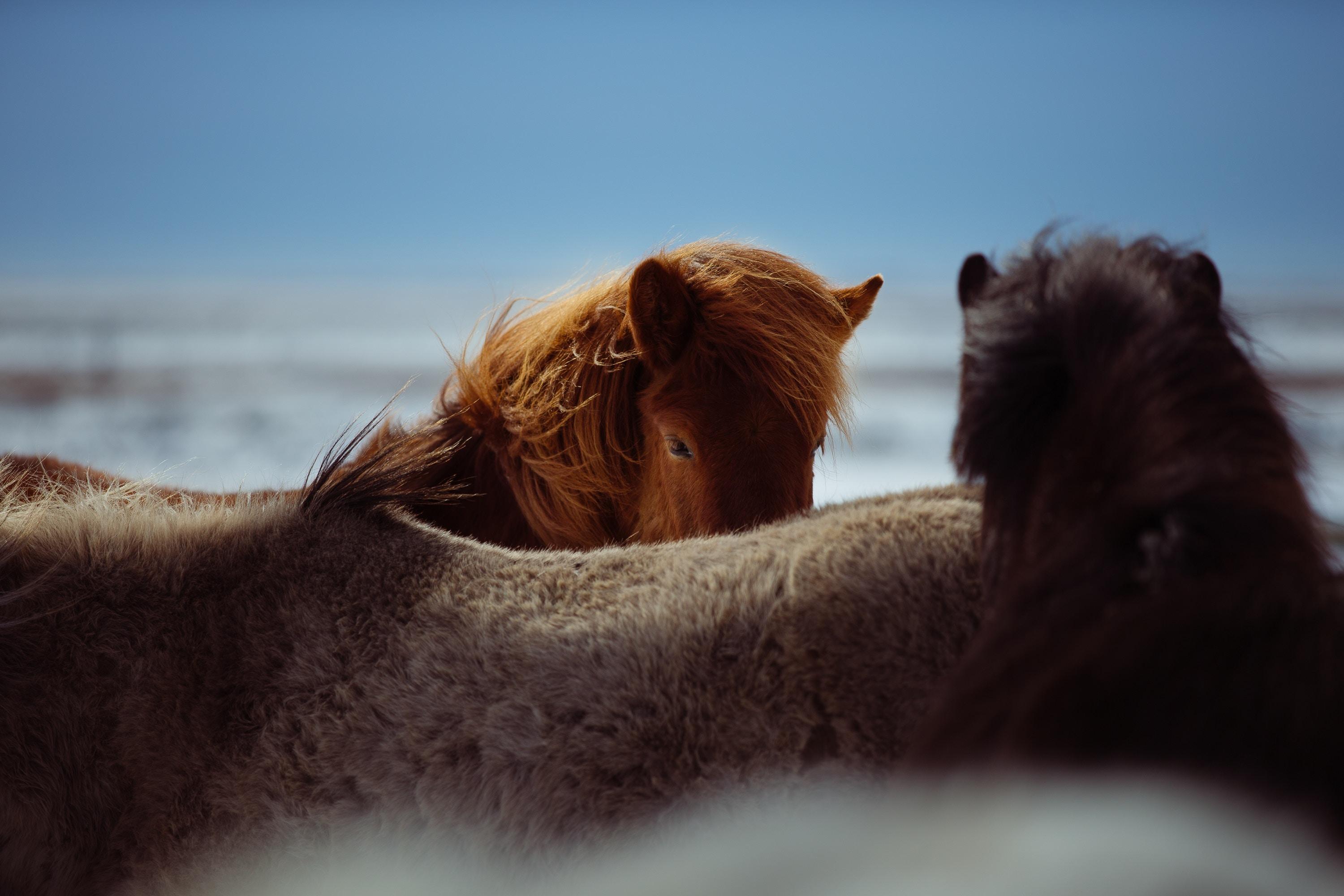 3000x2000 3000x2000 Free , wallpaper, outdoor, horse, tundra, animal, icelandic horse, eye, animal wallpaper, sunny, cold, iceland, herd, winter, animal background Gallery HD Wallpaper