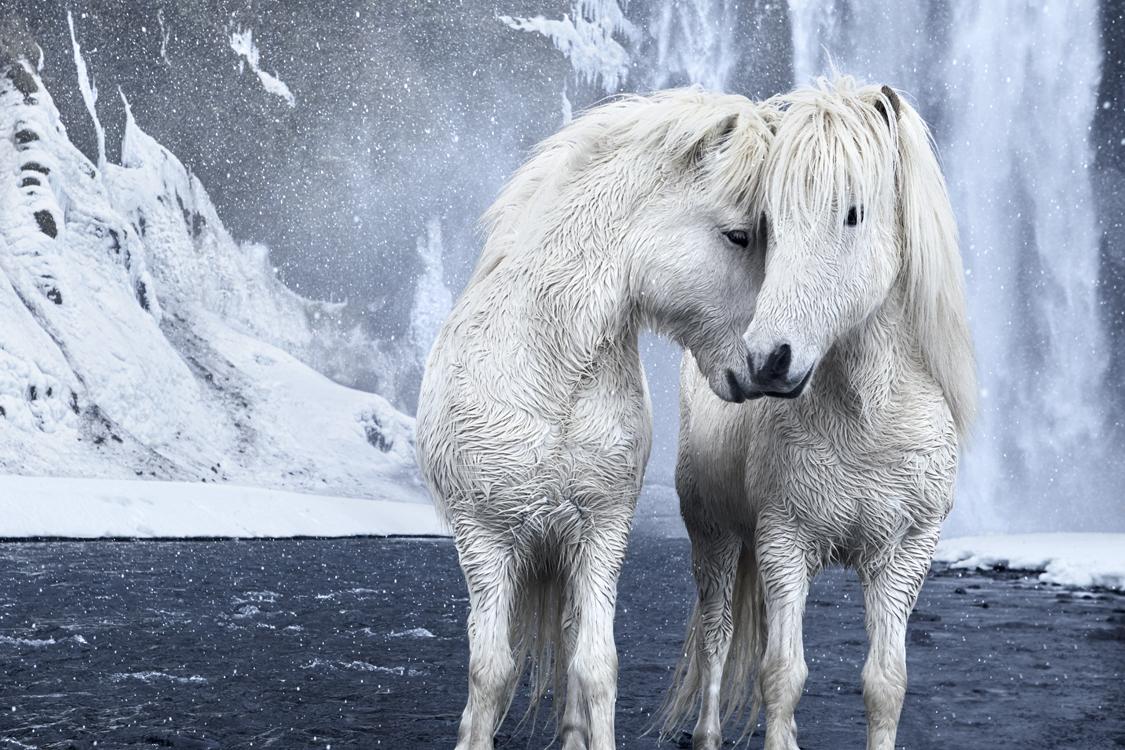 1125x750 Photographer Captures the Mystical Beauty of Icelandic Horses