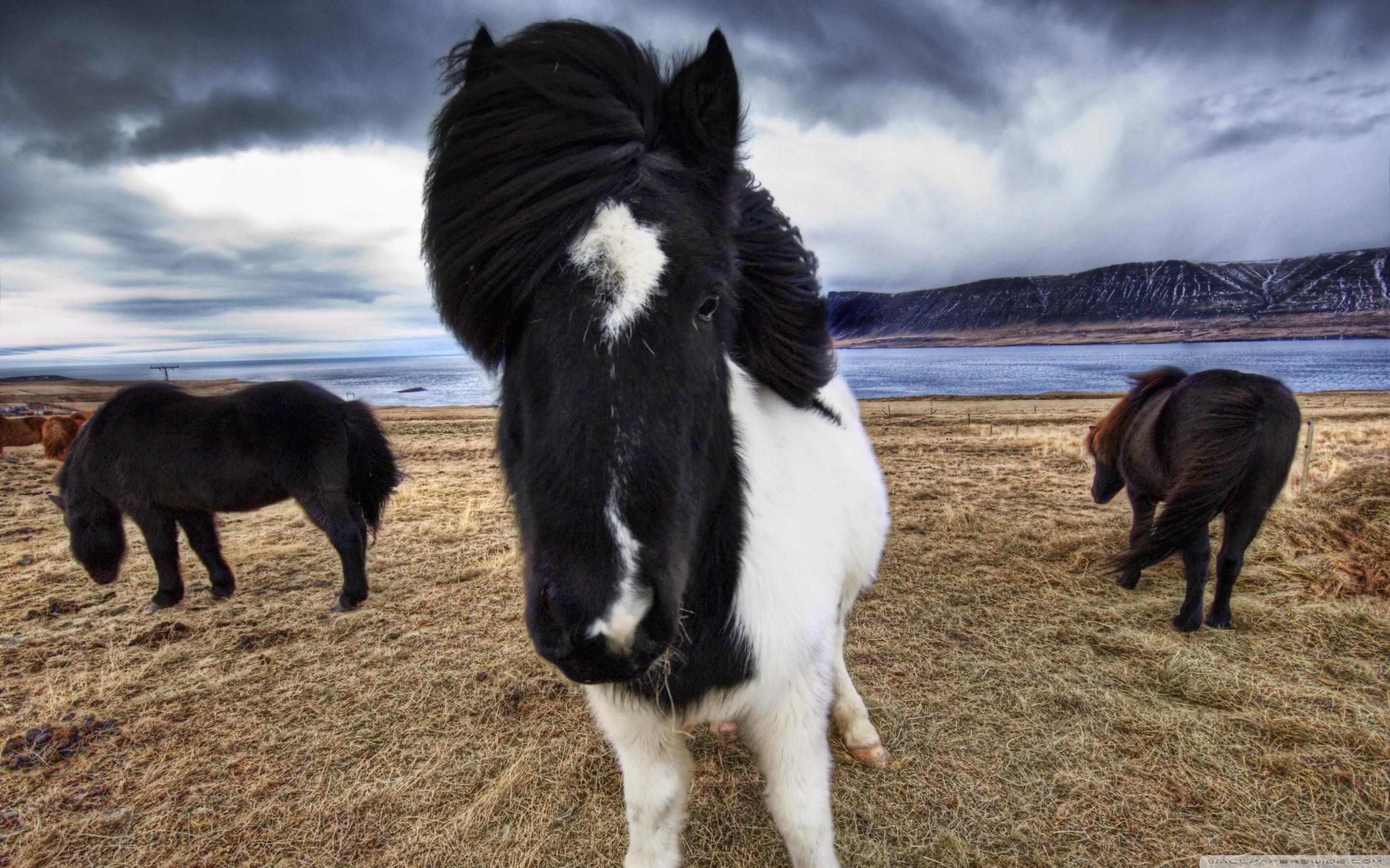 2880x1800 Wild Icelandic Horses Ultra HD Desktop Background Wallpaper for 4K UHD TV : Widescreen & UltraWide Desktop & Laptop