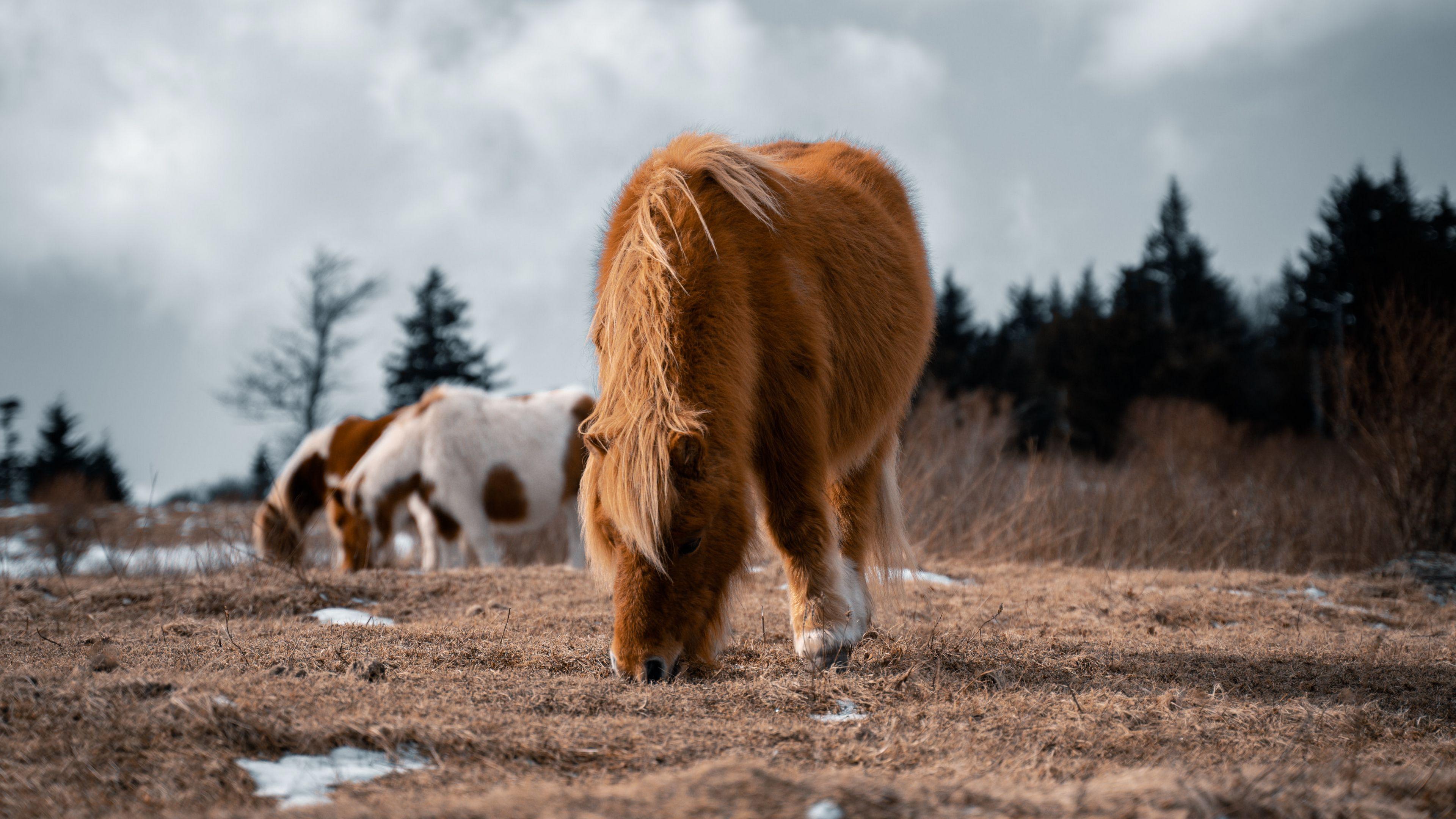 3840x2160 Wallpaper / icelandic horse, horse, pony, fluffy, animal, 4k free download
