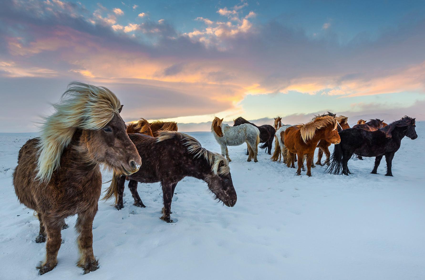 1782x1172 Horse Breed: Icelandic Horse Riding Holidays and Safaris