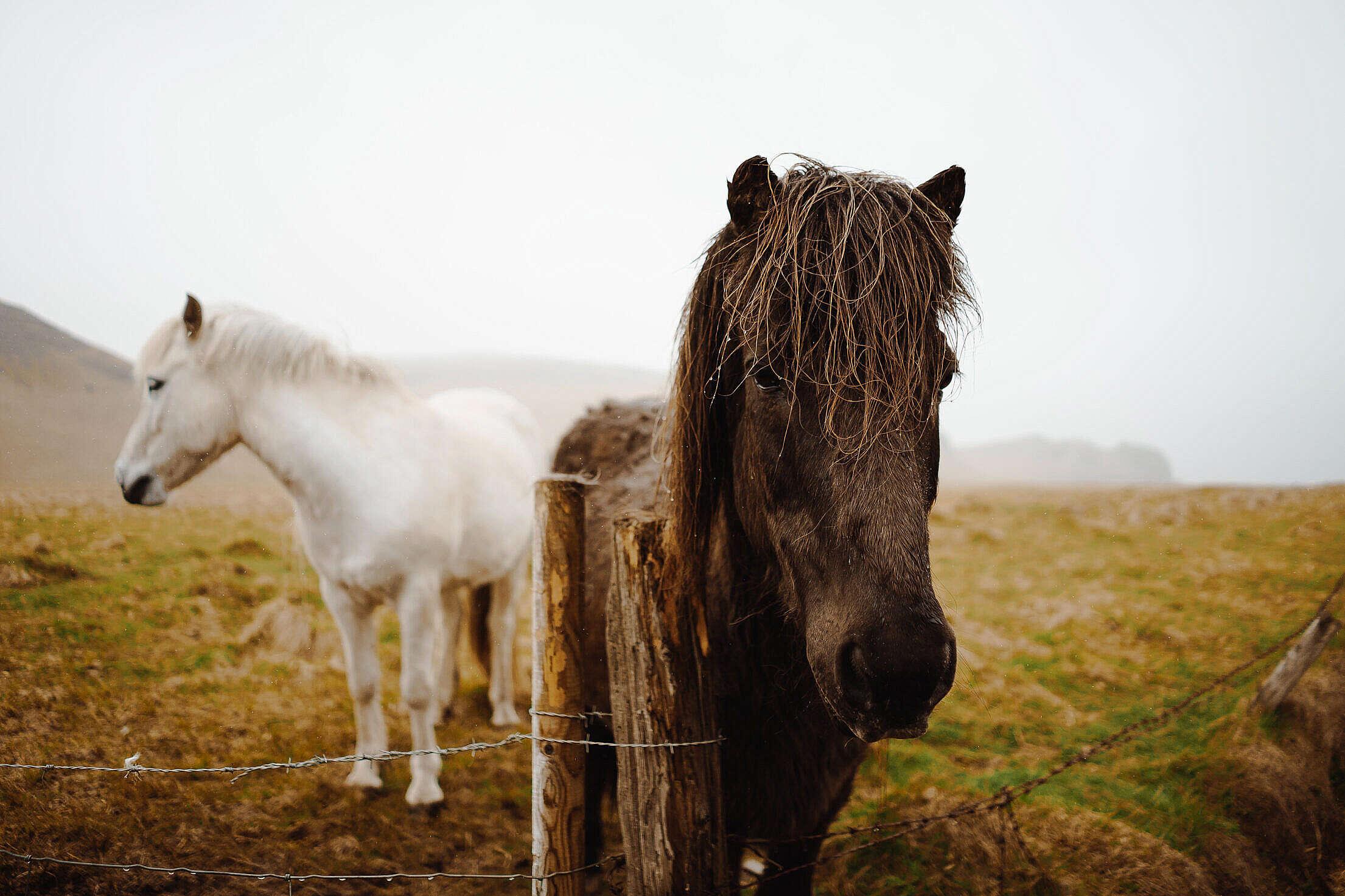 2210x1473 Icelandic Horses Free