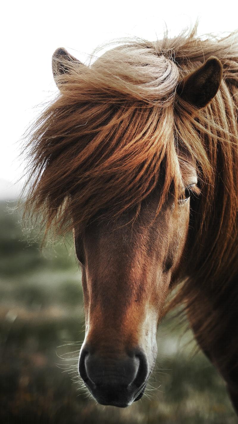 800x1422 iPhone Wallpaper Horse Image Wallpaper