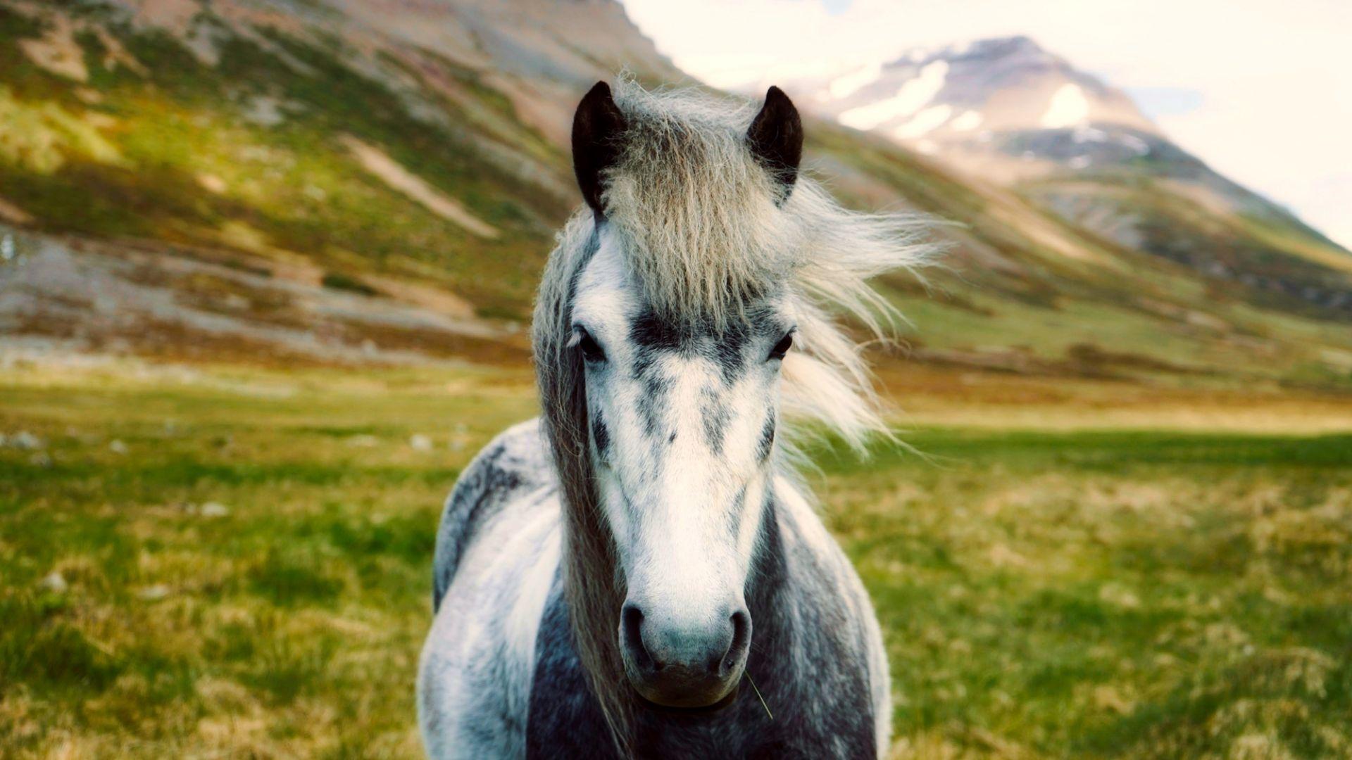1920x1080 Desktop Wallpaper Iceland Horse, Landscape, Animal, HD Image, Picture, Background, Gz4hhn