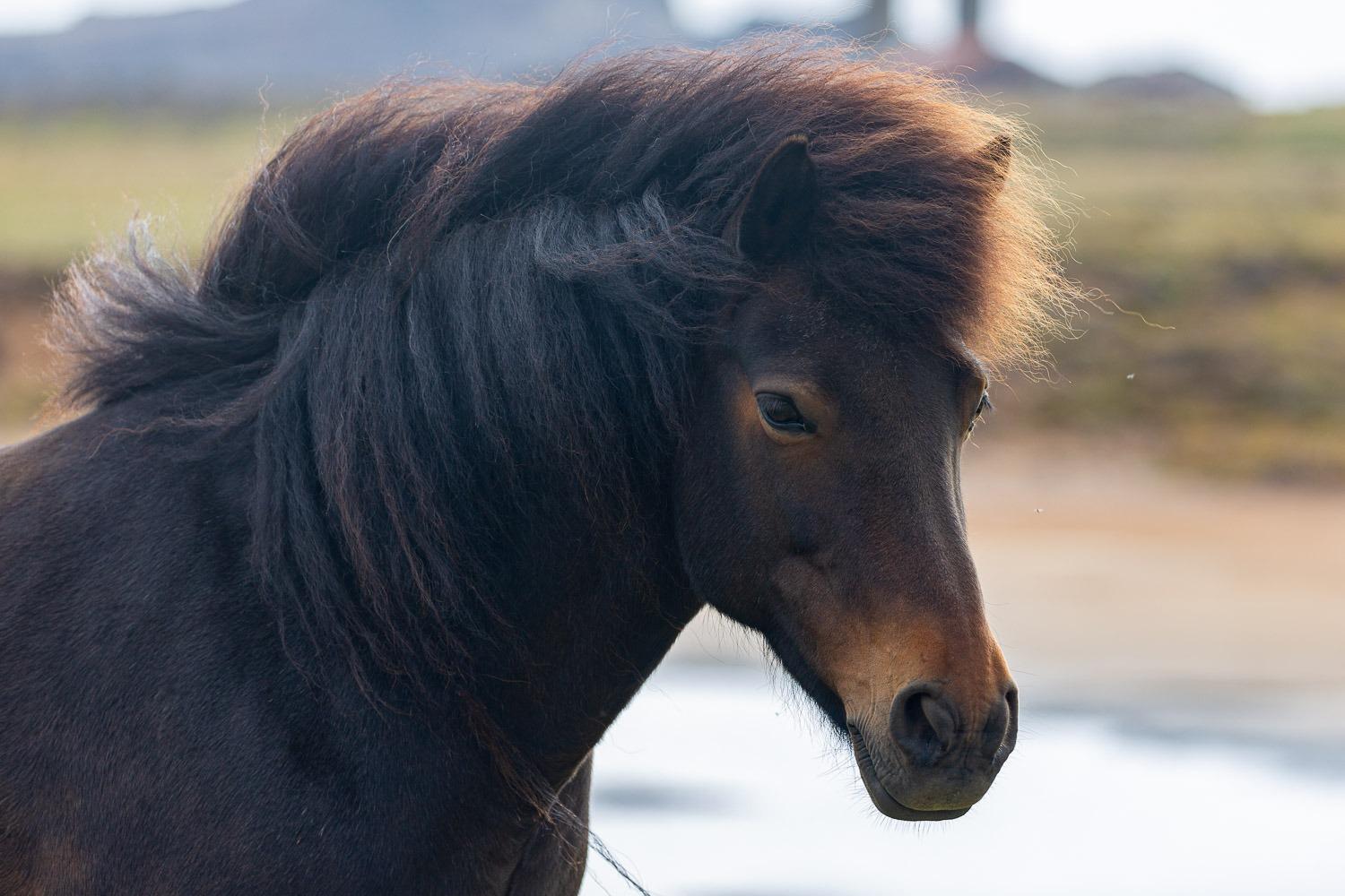 1500x1000 How To Photograph Icelandic Horses