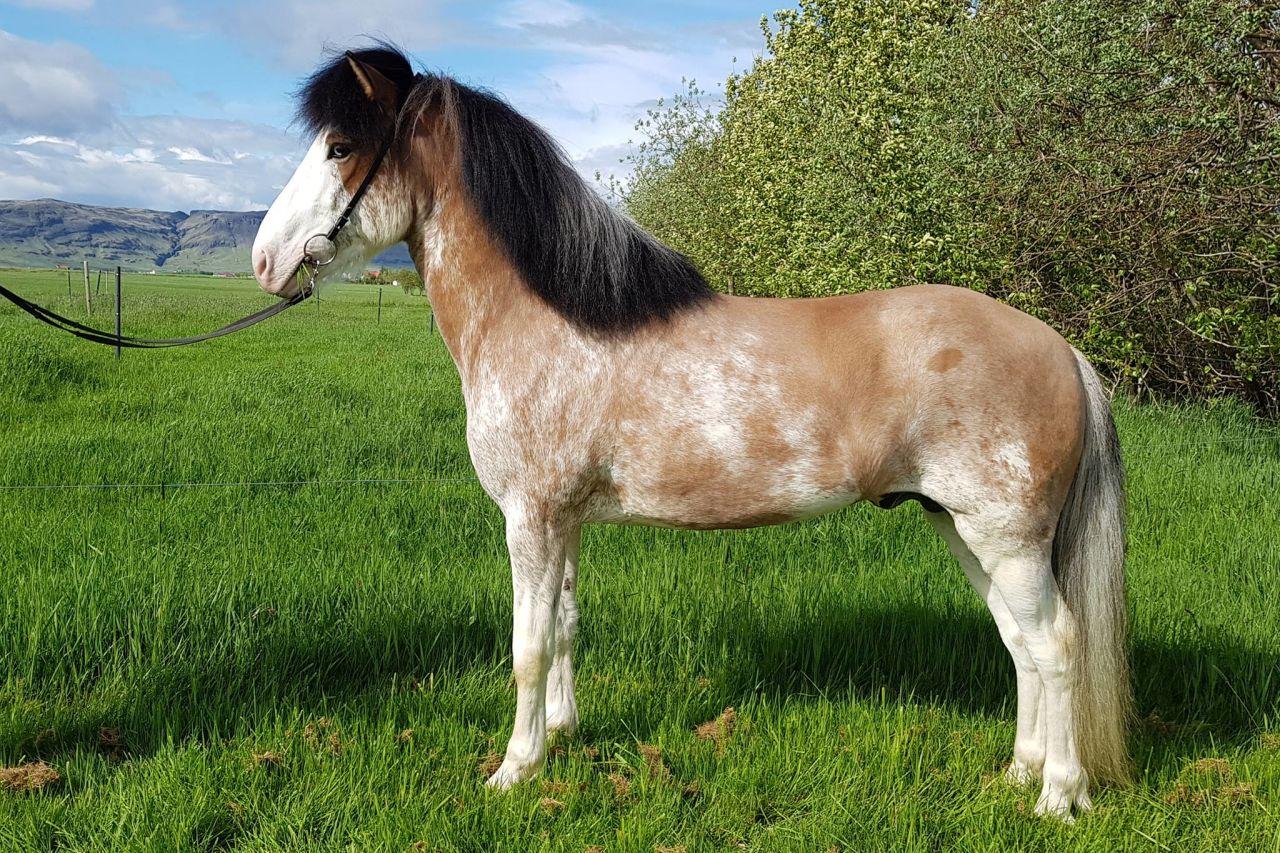 1280x853 Iceland: New coat color found in Icelandic horse