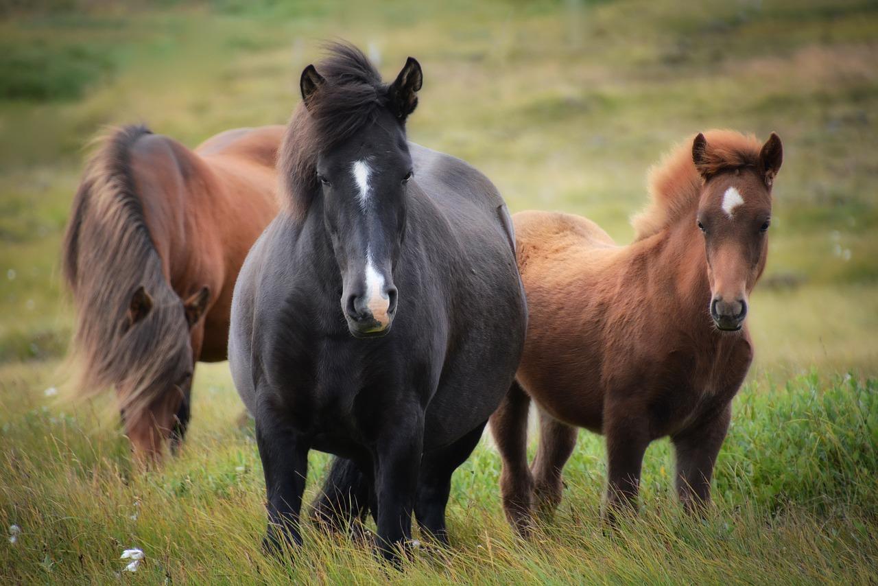 1280x854 Free Icelandic Horse & Horse Image