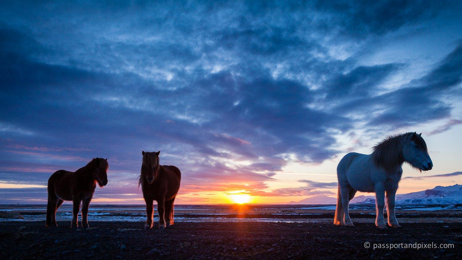 1500x844 Icelandic Horses And Where To See Them • Passport & Pixels