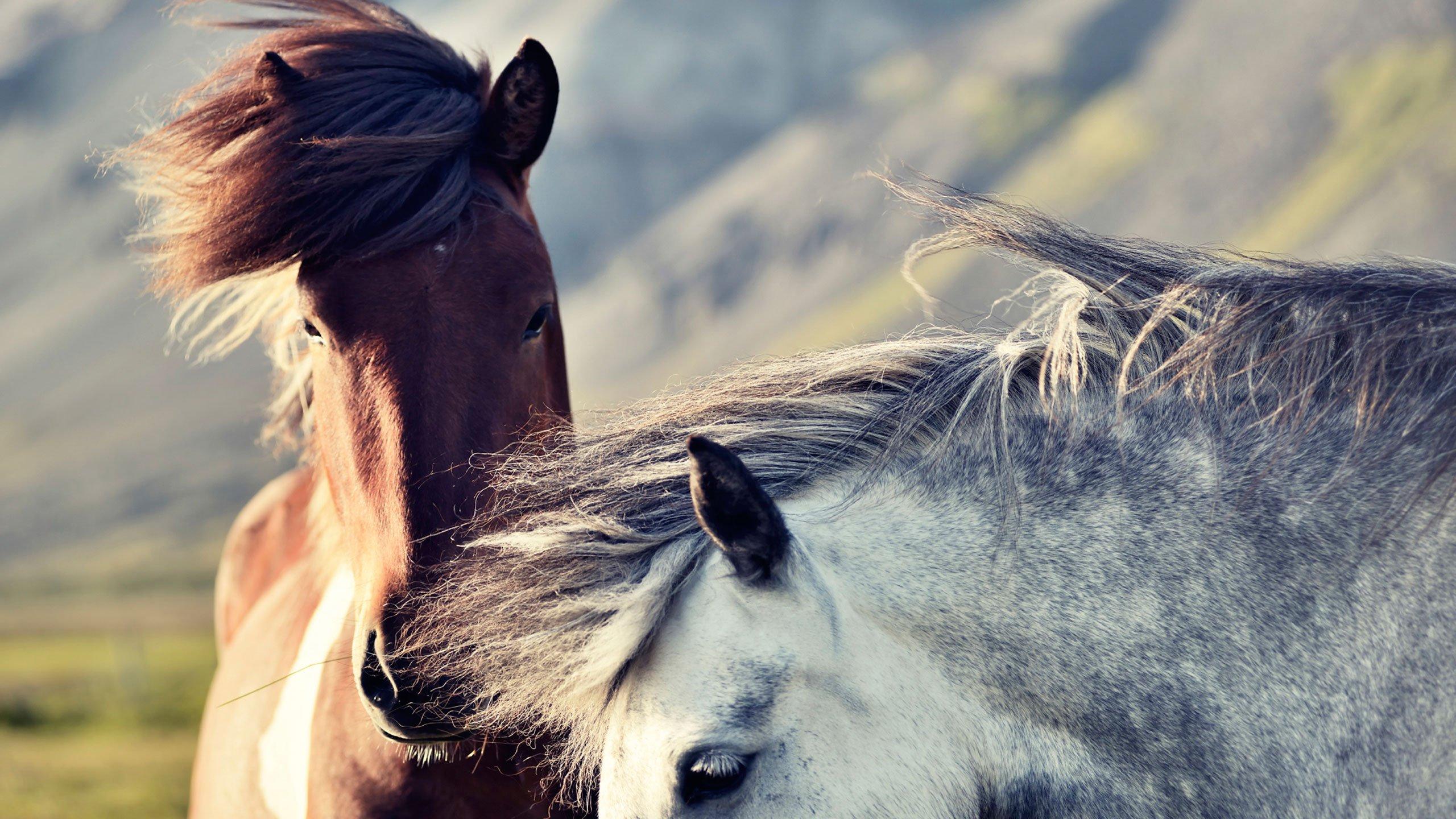 Icelandic Horse Wallpapers - Top Free Icelandic Horse Backgrounds ...