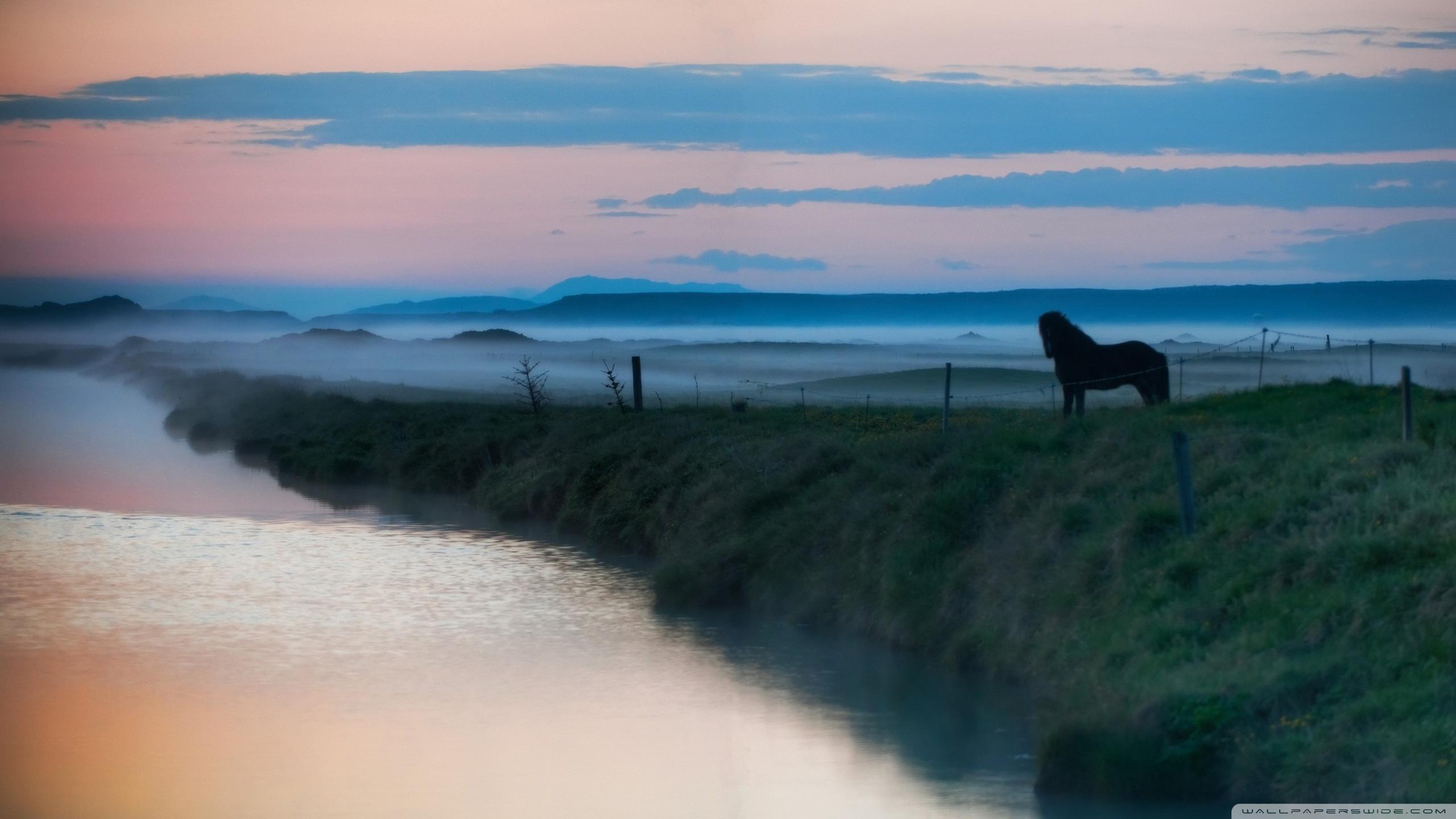 2560x1440 Horse Landscape Wallpaper