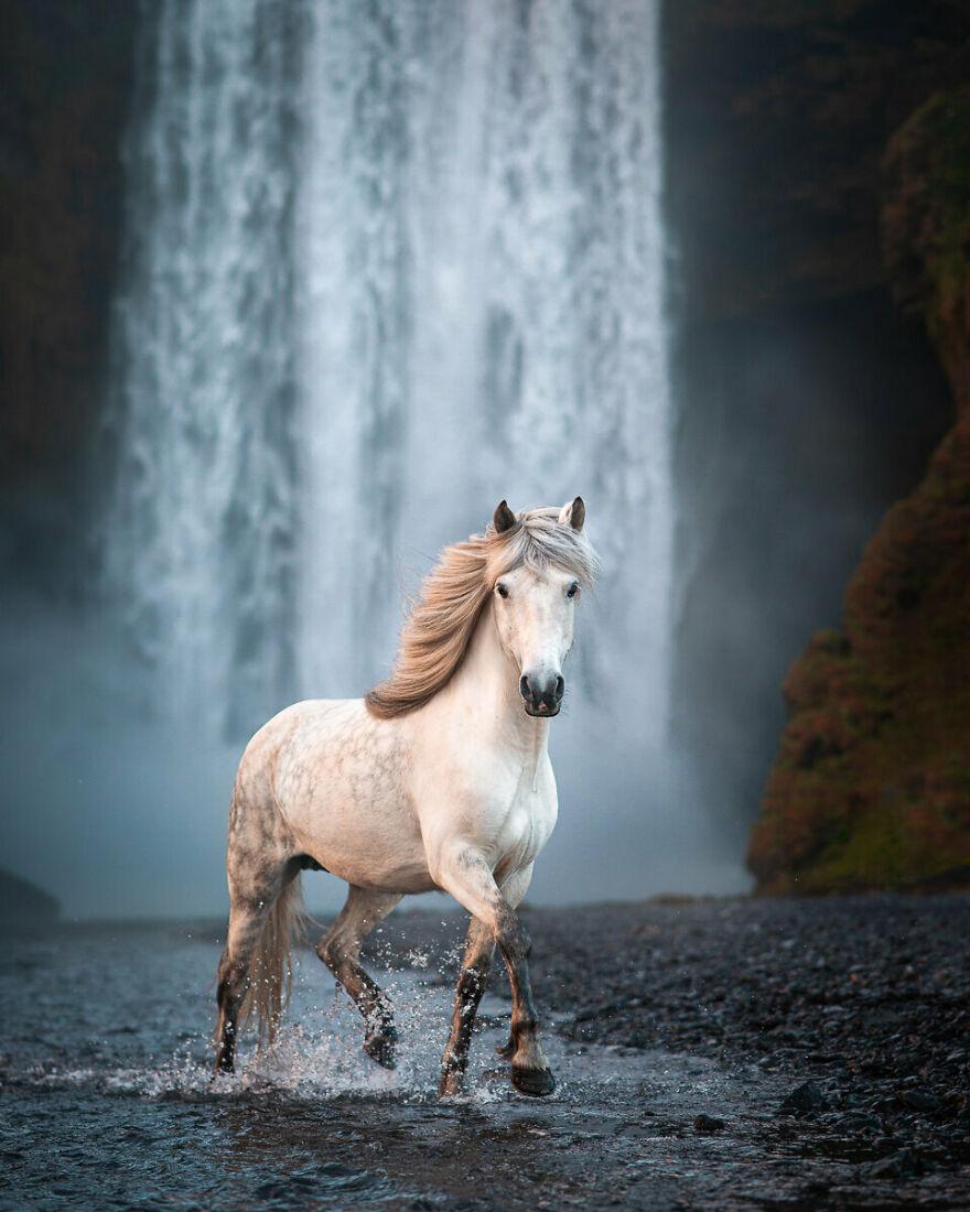 Icelandic Horse Wallpapers - Top Free Icelandic Horse Backgrounds ...