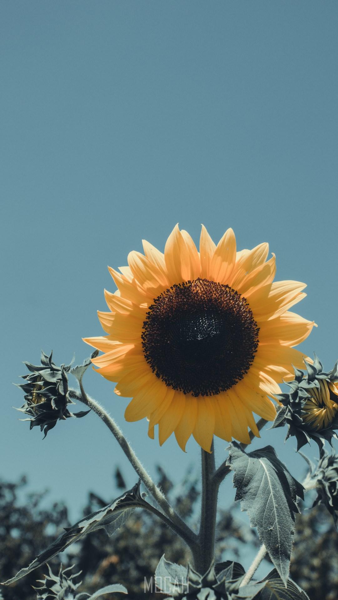 1080x1920 Flower, Sunflower, Yellow, Petal, Plant, Sony Xperia XZ wallpaper hd, 1080x1920 Gallery HD Wallpaper